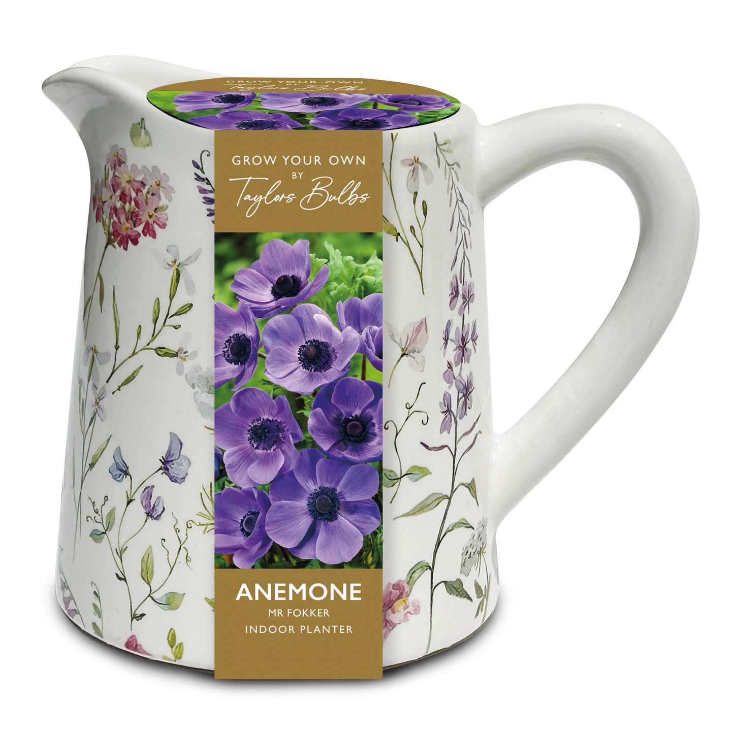 Taylors Bulbs Mr Fokker Anemone Indoor Planter