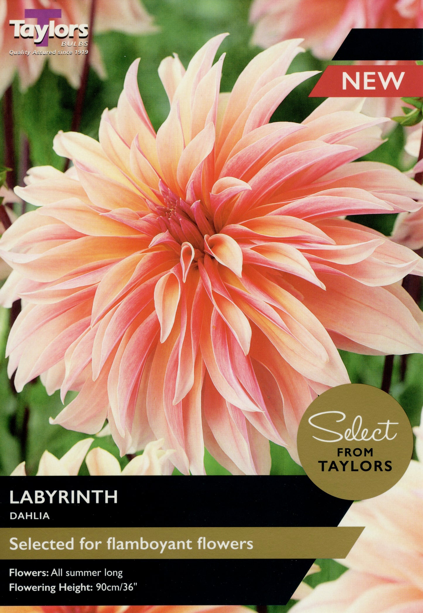 Select from Taylors Labyrinth Dahlia
