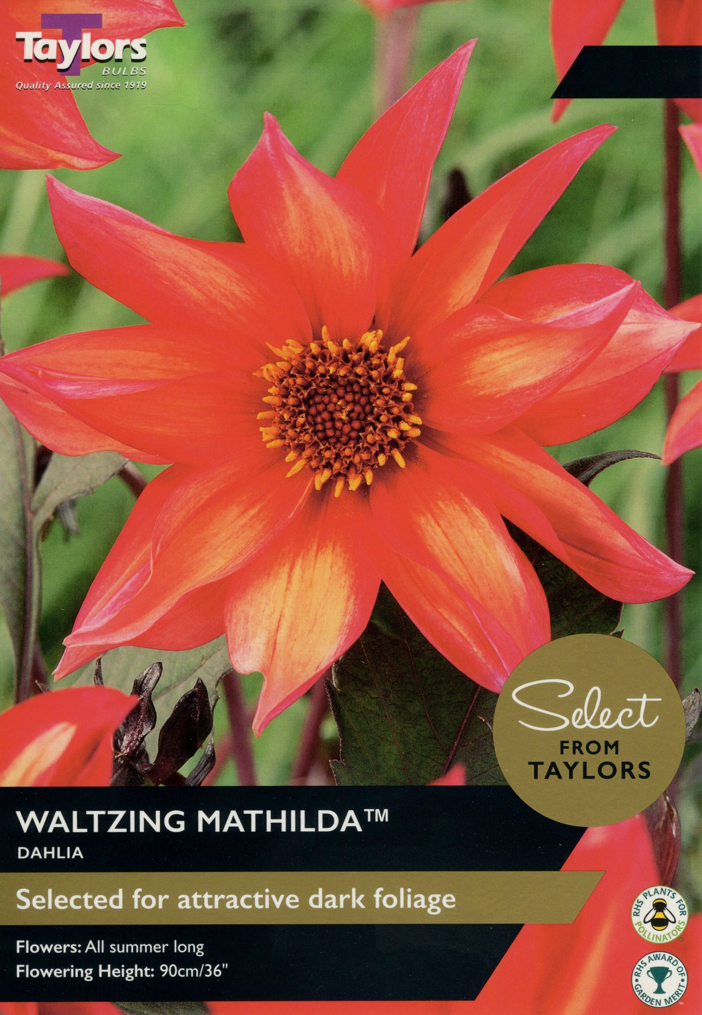 Select from Taylors Waltzing Mathilda Dahlia