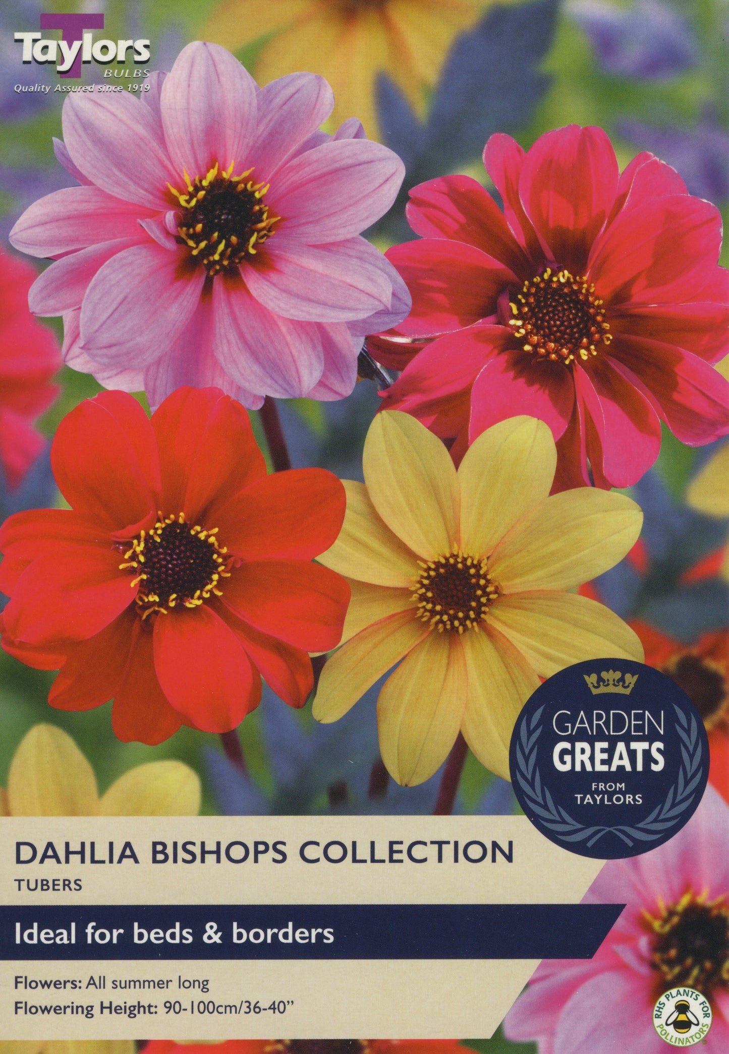 Garden Greats from Taylors Dahlia Bishops Collection Tubers