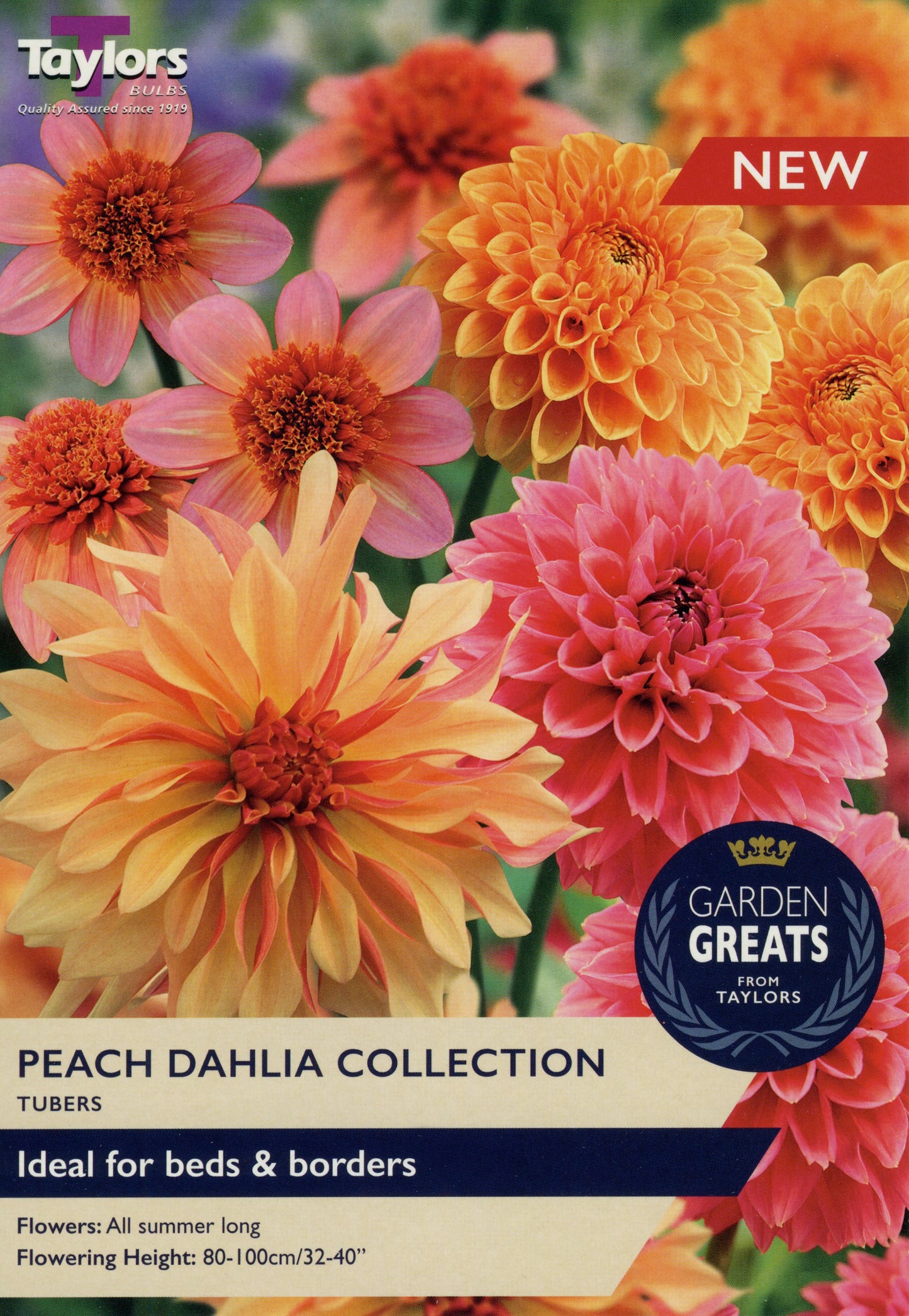 Garden Greats from Taylors Peach Dahlia Collection Tubers