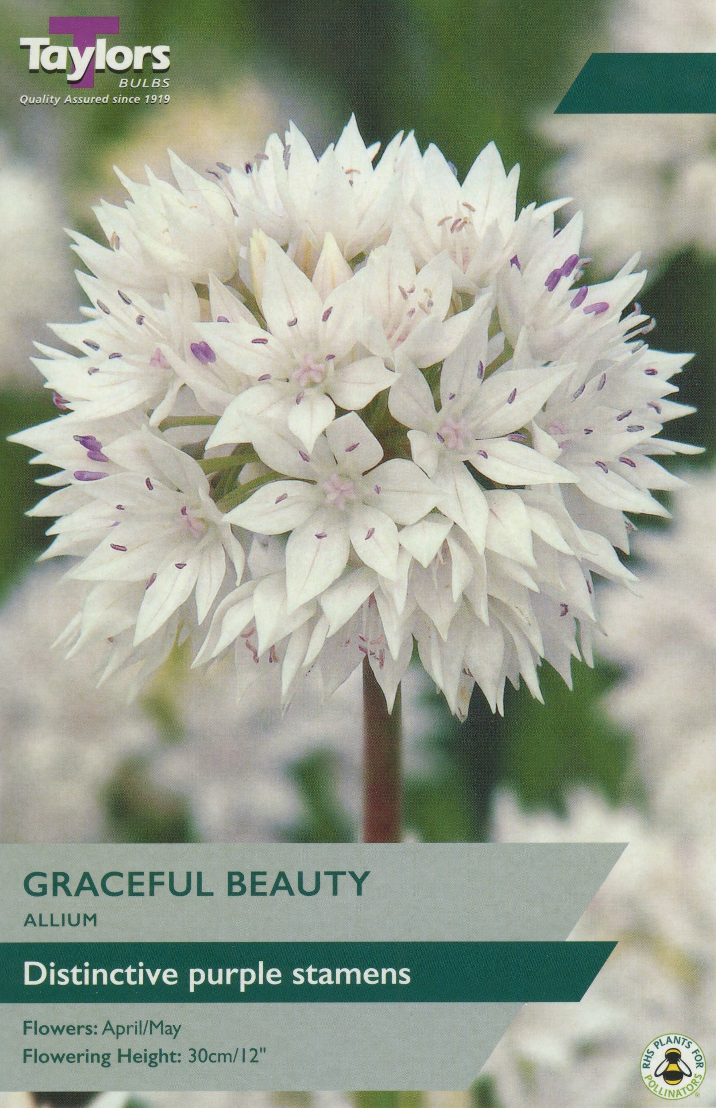 Taylors Bulbs Graceful Beauty Allium Pre-Pack