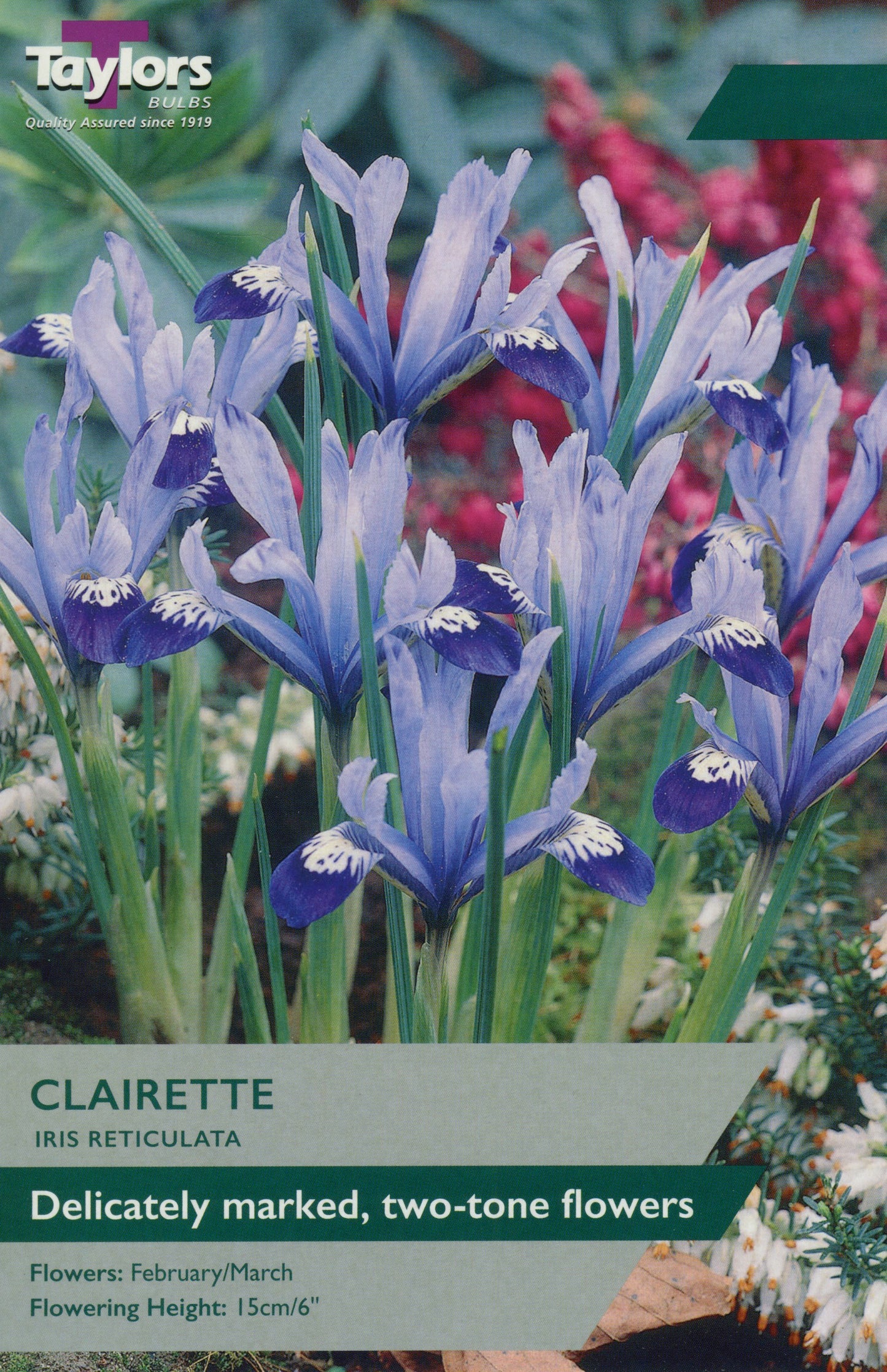 Clairette Iris Reticulata Bulbs