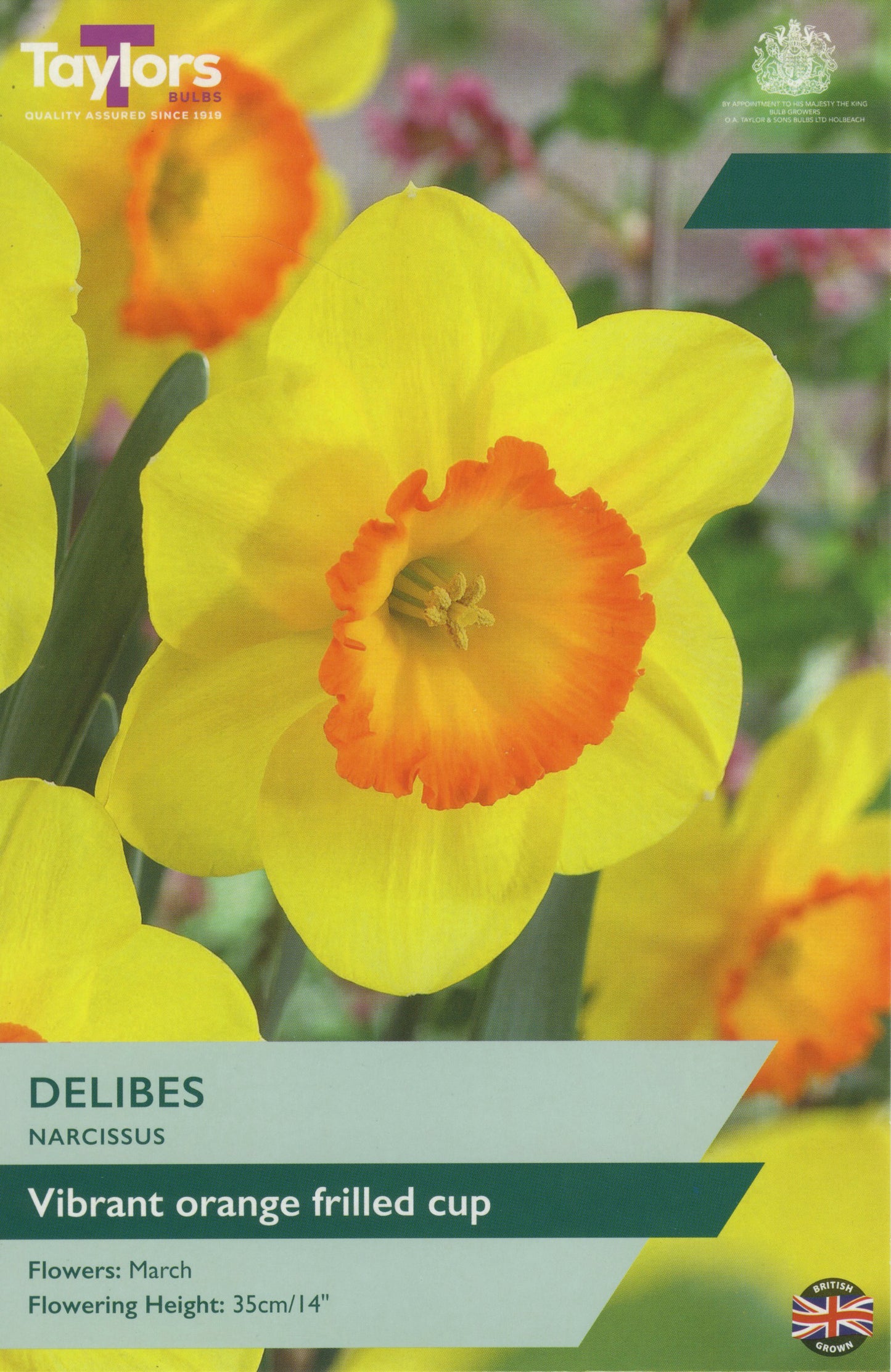 Taylors Bulbs - Narcissi Delibes