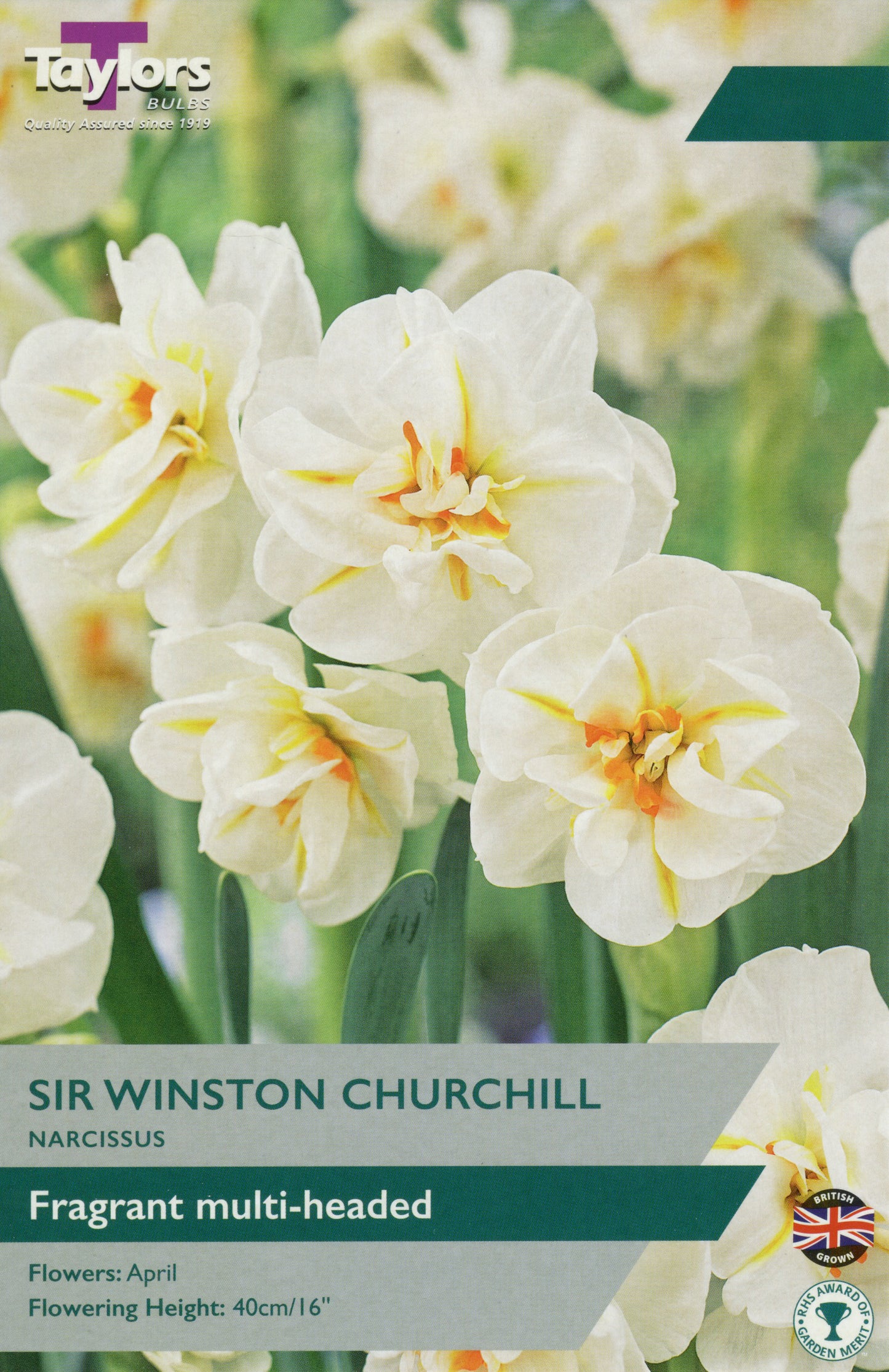 Sir Winston Churchill Narcissus Daffodils