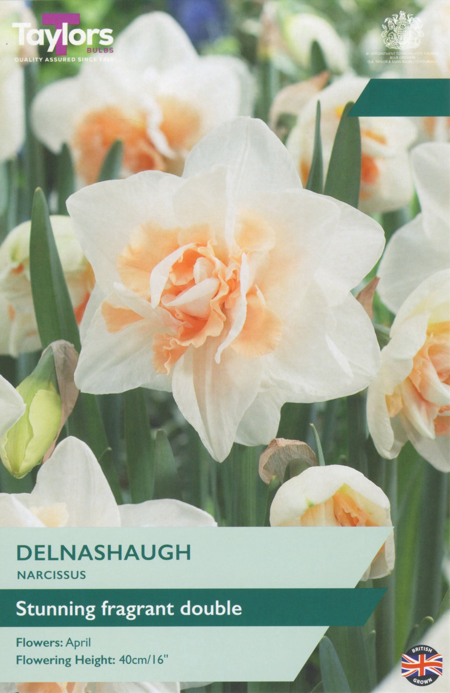 Narcissi Delnashaugh