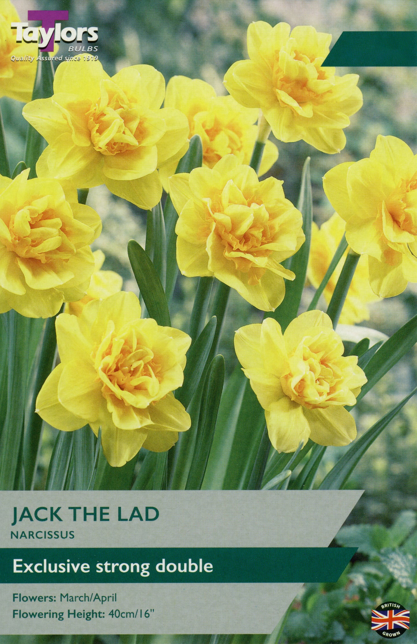 Jack The Lad Narcissus Daffodil Pre Pack