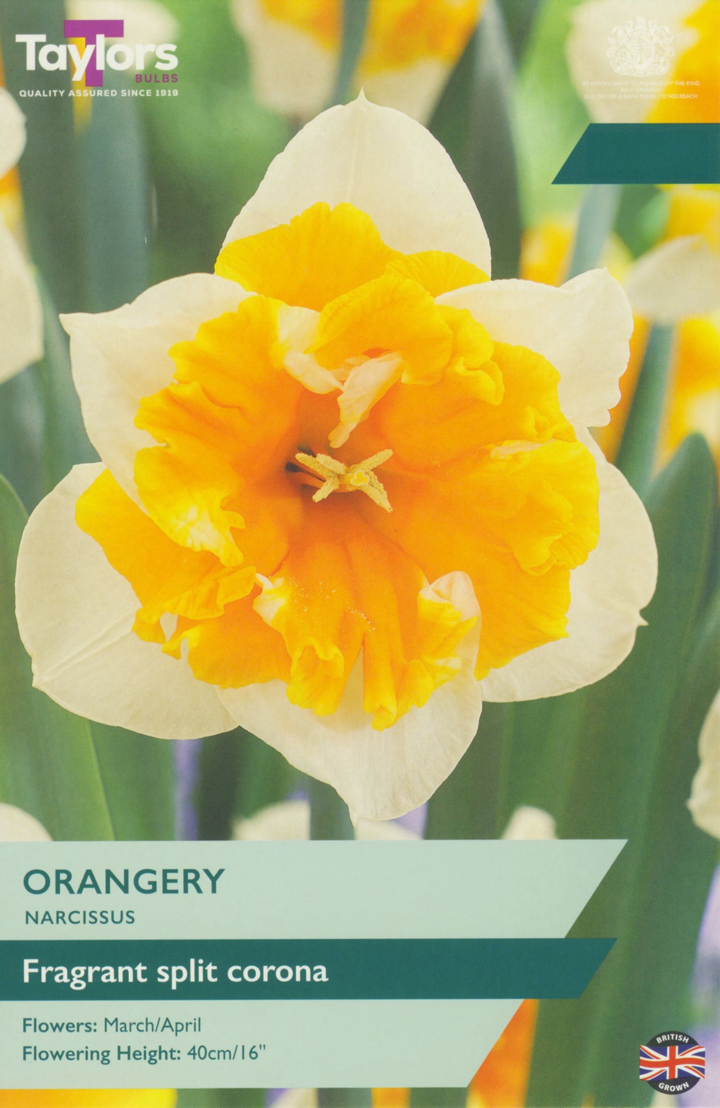 Taylors Bulbs - Narcissi Orangery - 12-14