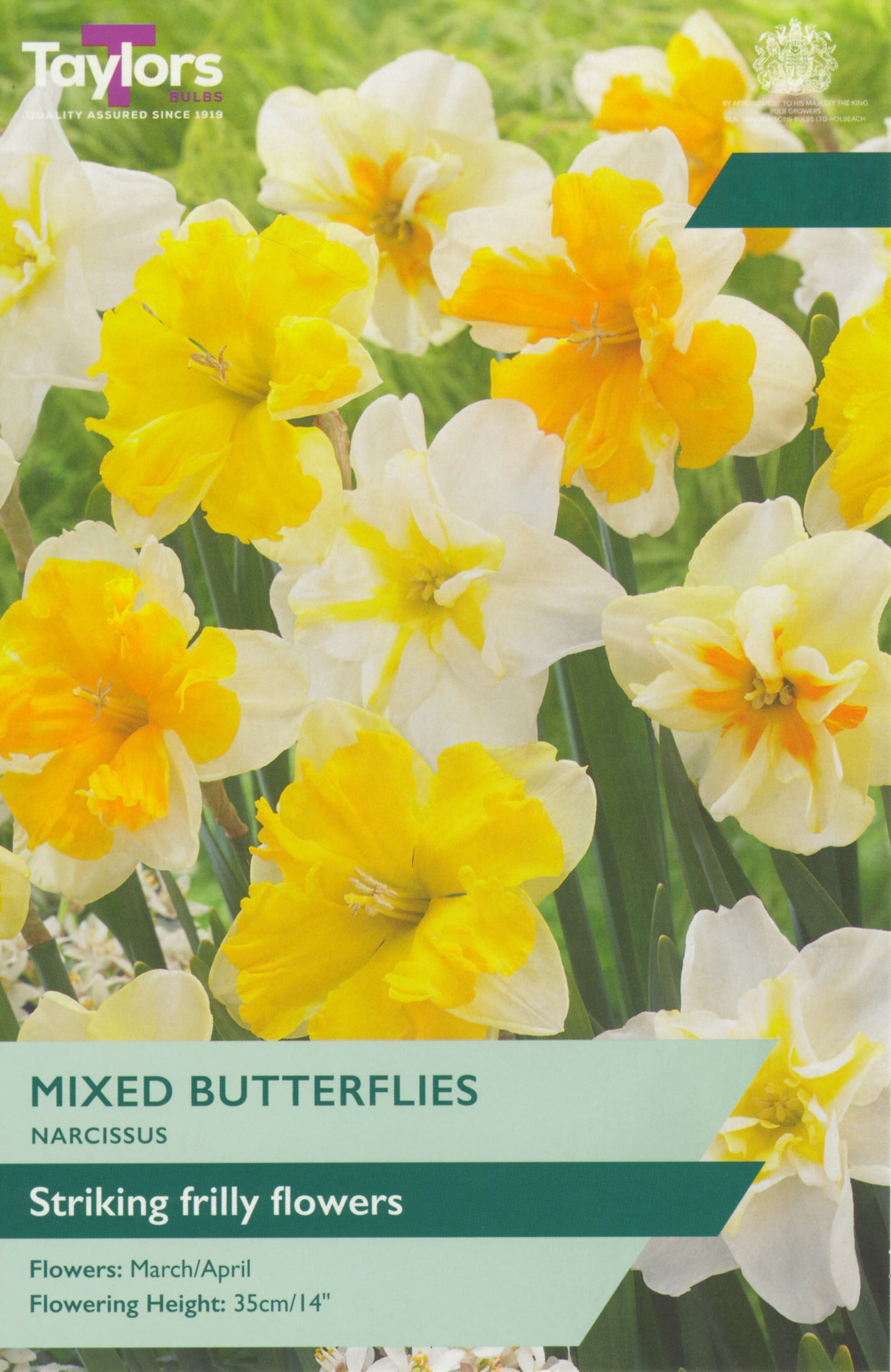 Narcissi Mixed Butterflies 12-14 P/P