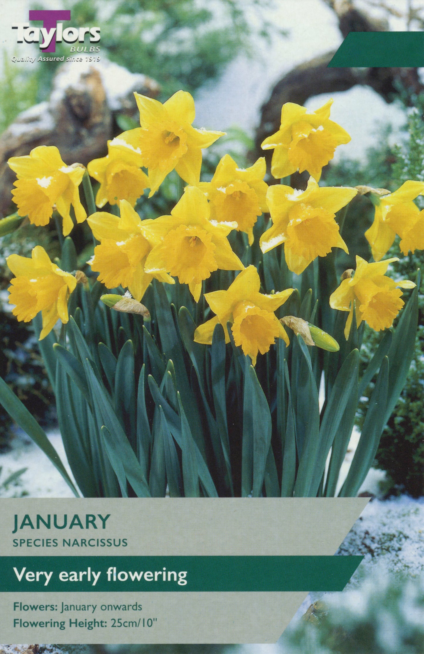 Taylors Bulbs January Narcissus Tulips