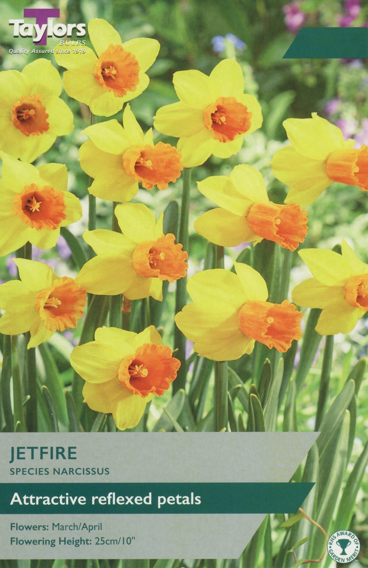 Taylors Bulbs Jetfire Narcissus Tulips