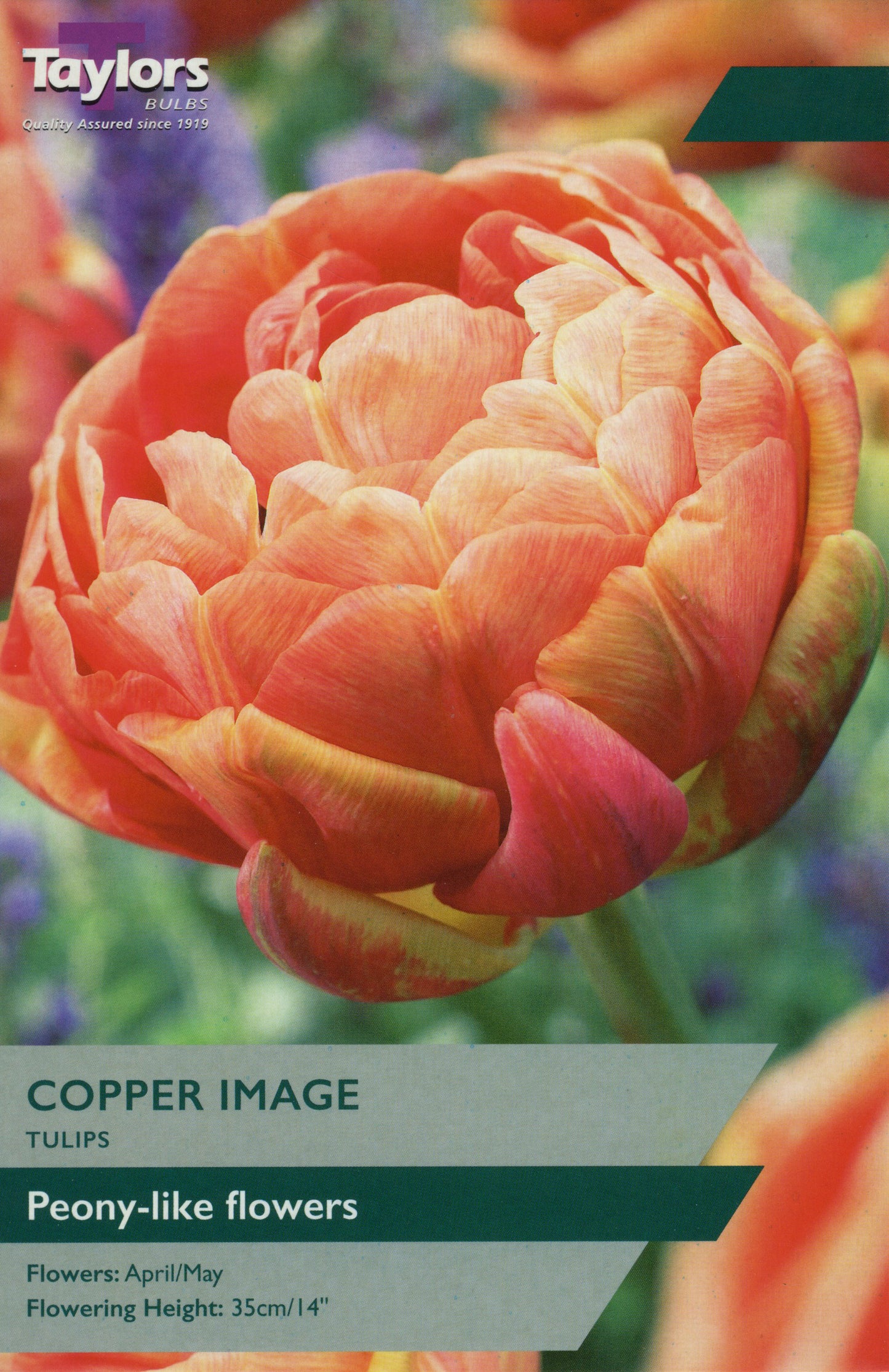 Copper Image Tulip Pre Pack