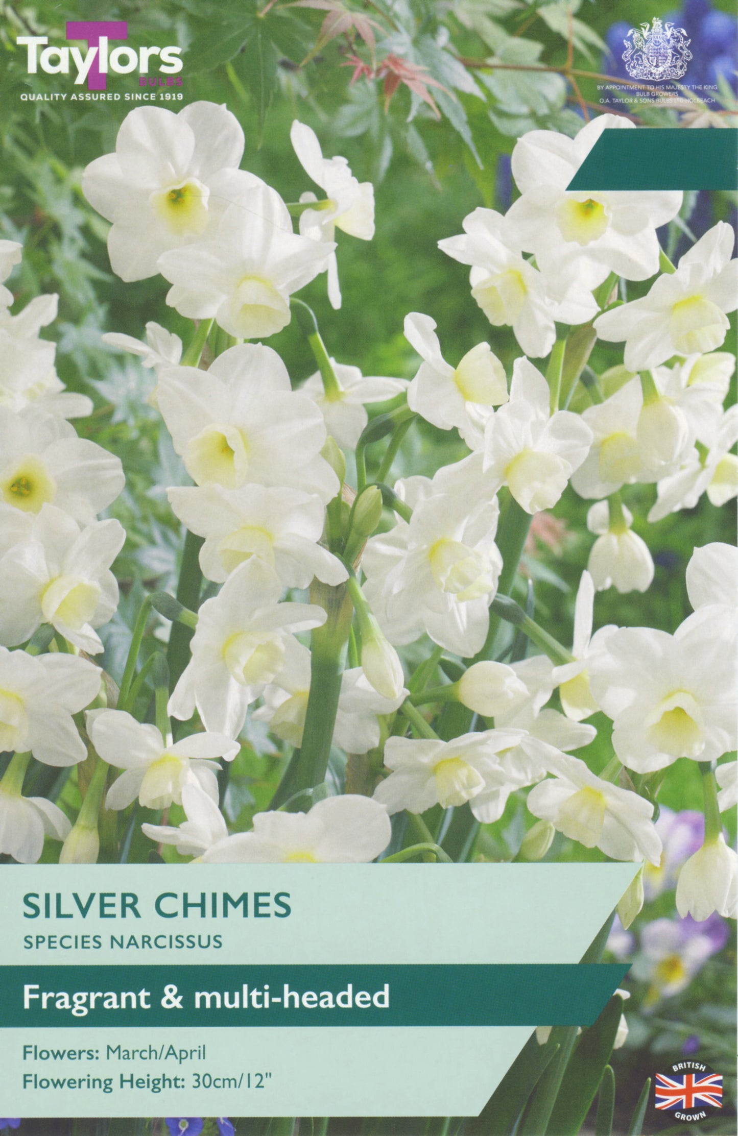 Pre Packs Narcissi Silver Chimes 10-12