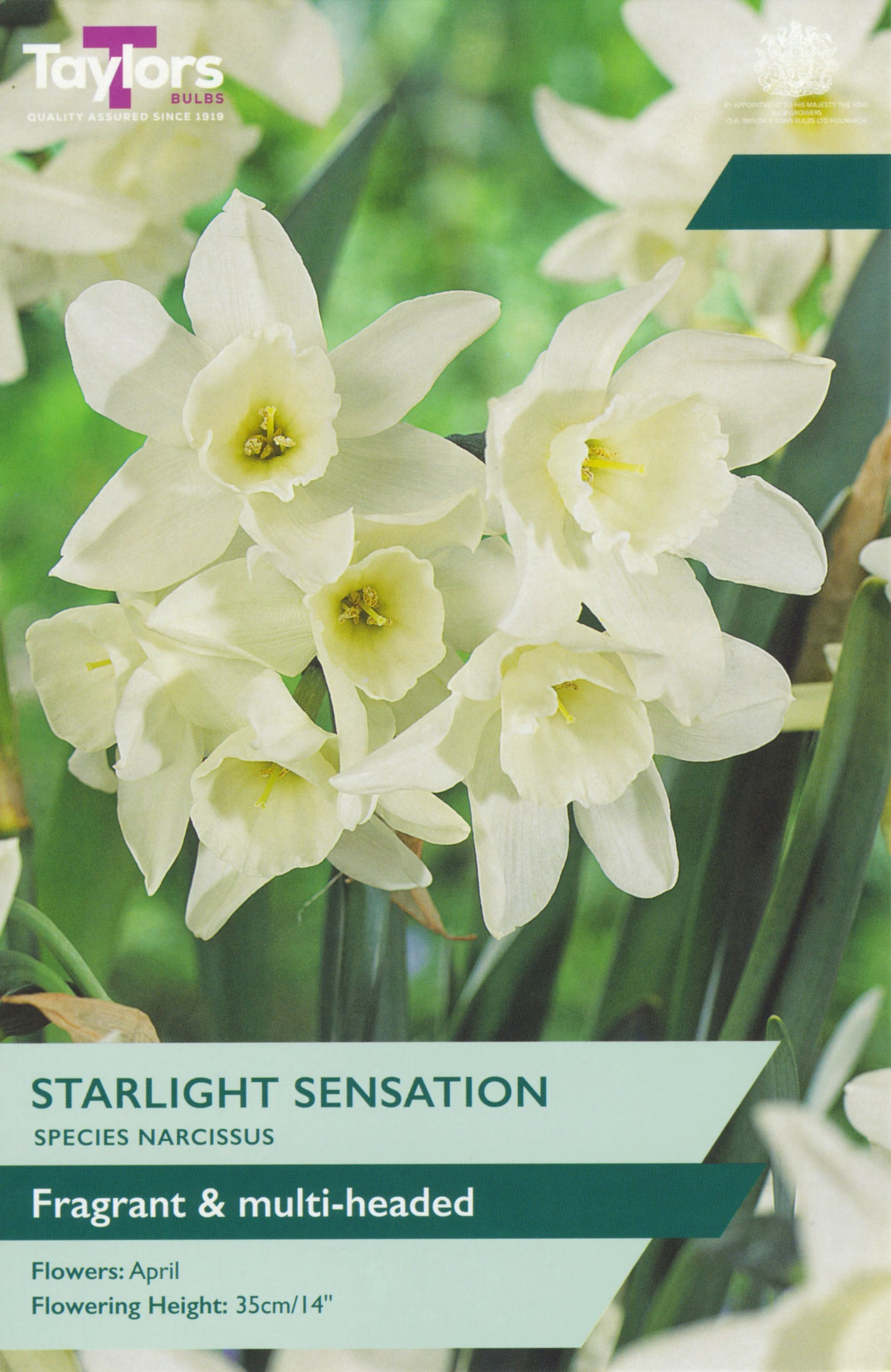 Narcissus Starlight Sensation 10-12 P/P