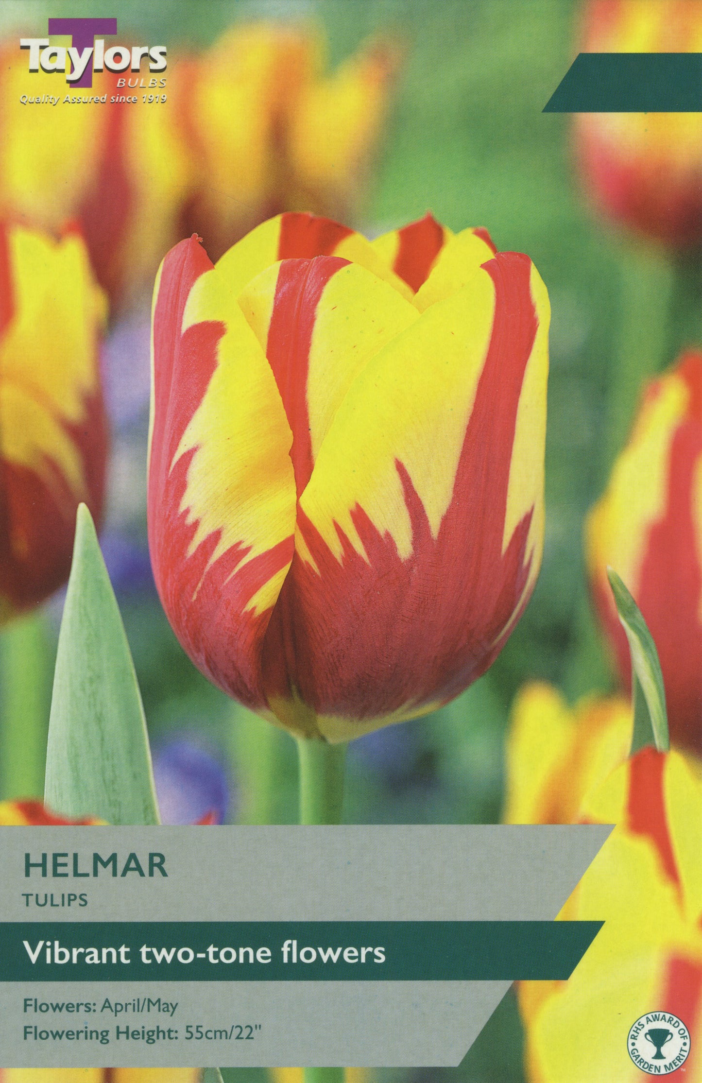 Helmar Tulip Pre Pack