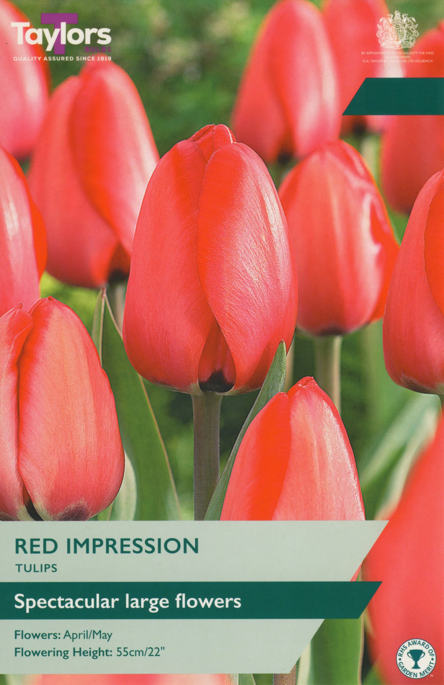 Pre Packs Tulip Red Impression 11-12 P/P
