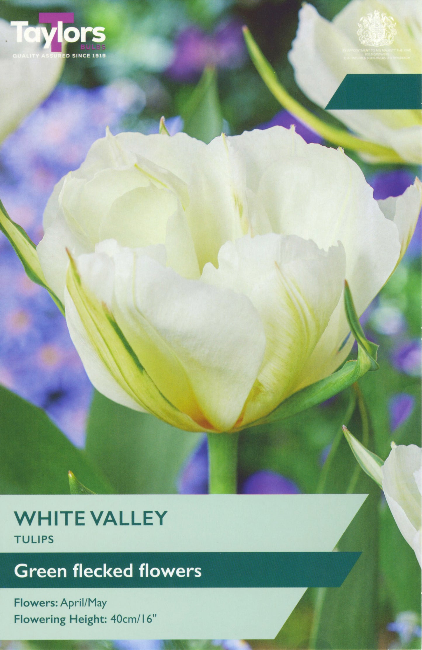 Tulip White Valley 11-12 P/P