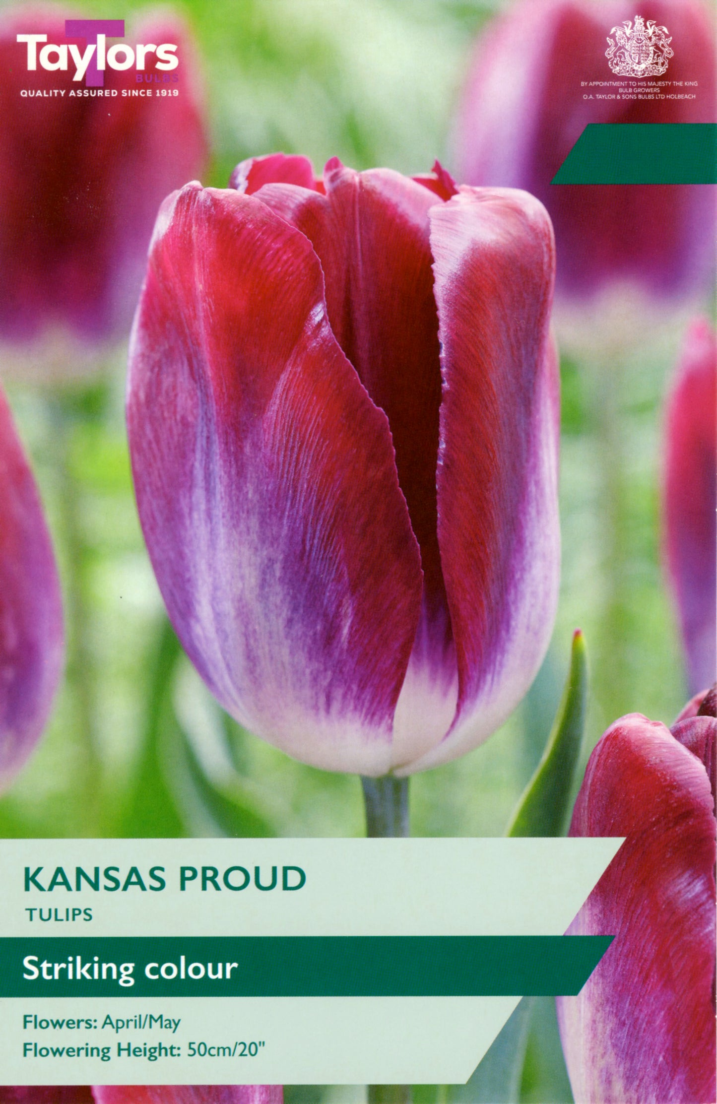 TULIP KANSAS PROUD