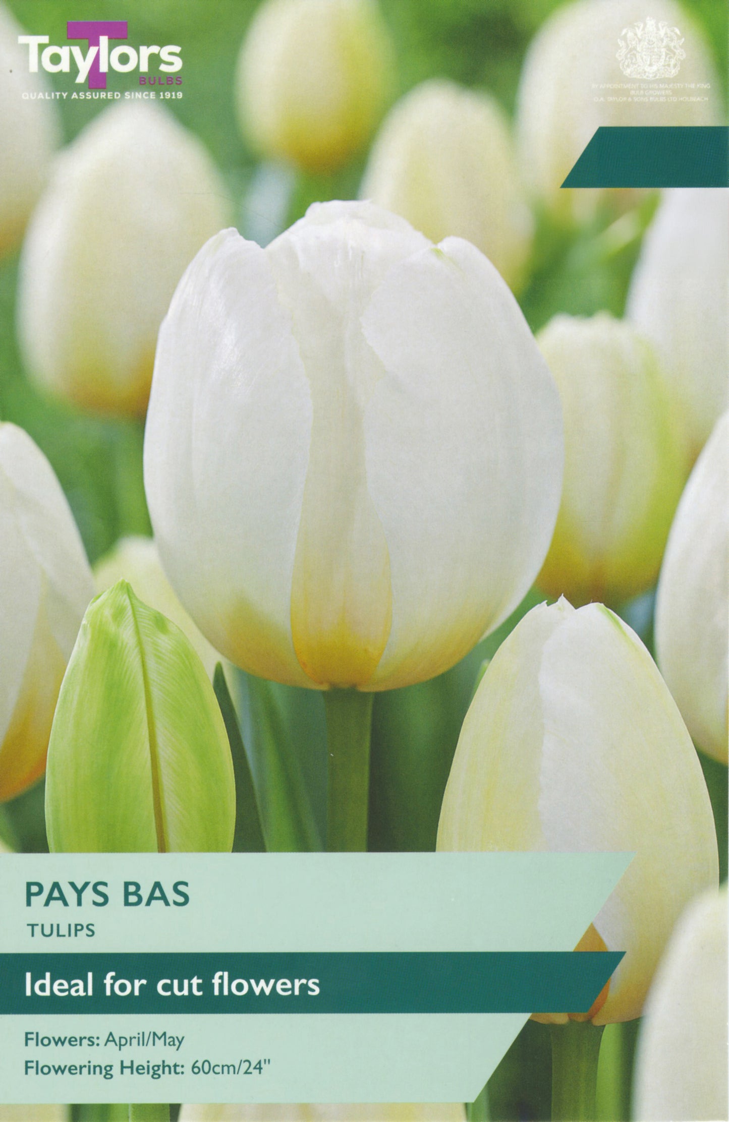 Taylors Bulbs - Tulip Pays Bas - 11-12