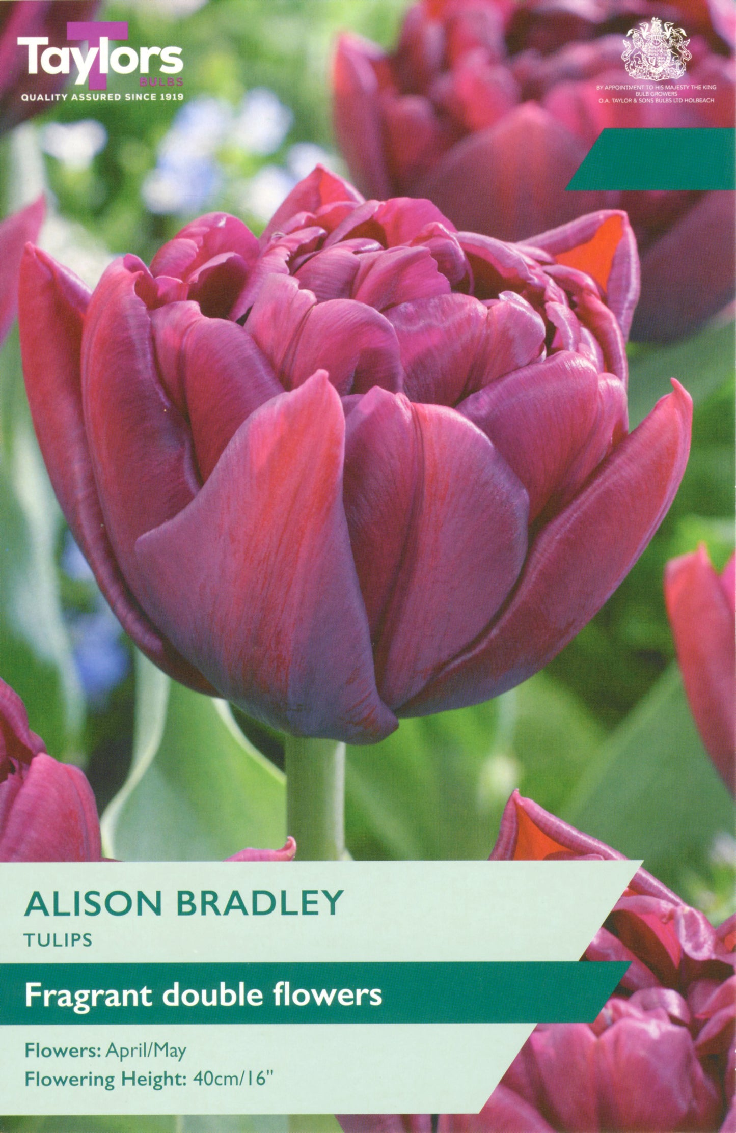 TULIP ALISON BRADLEY