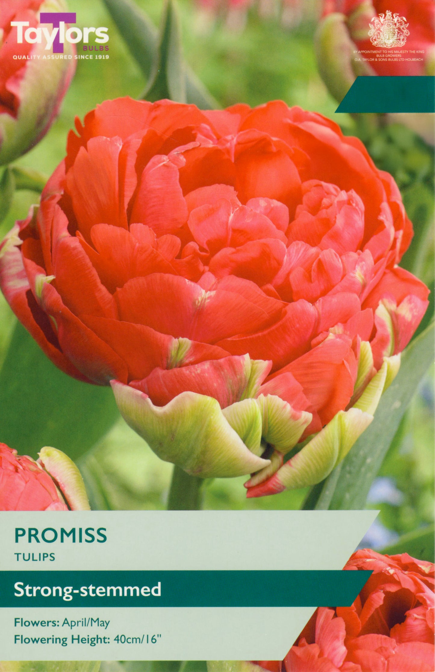 Taylors Bulbs - Tulip Promiss - 11-12