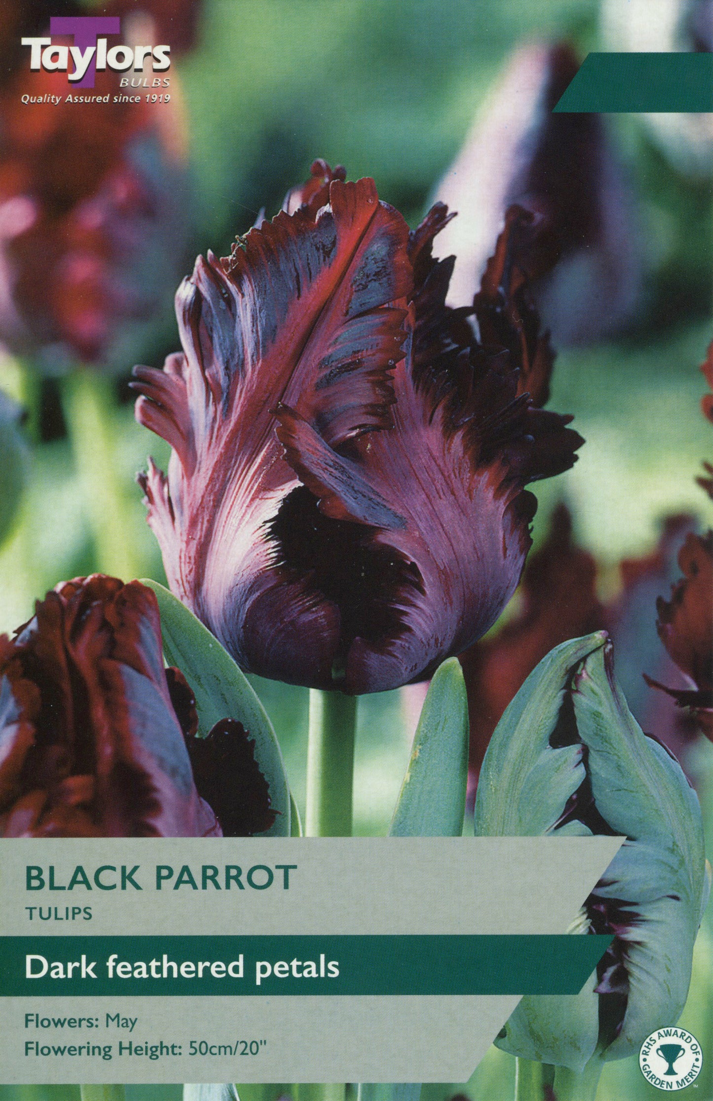 Taylors Bulbs Black Parrot Tulip Pre-Pack