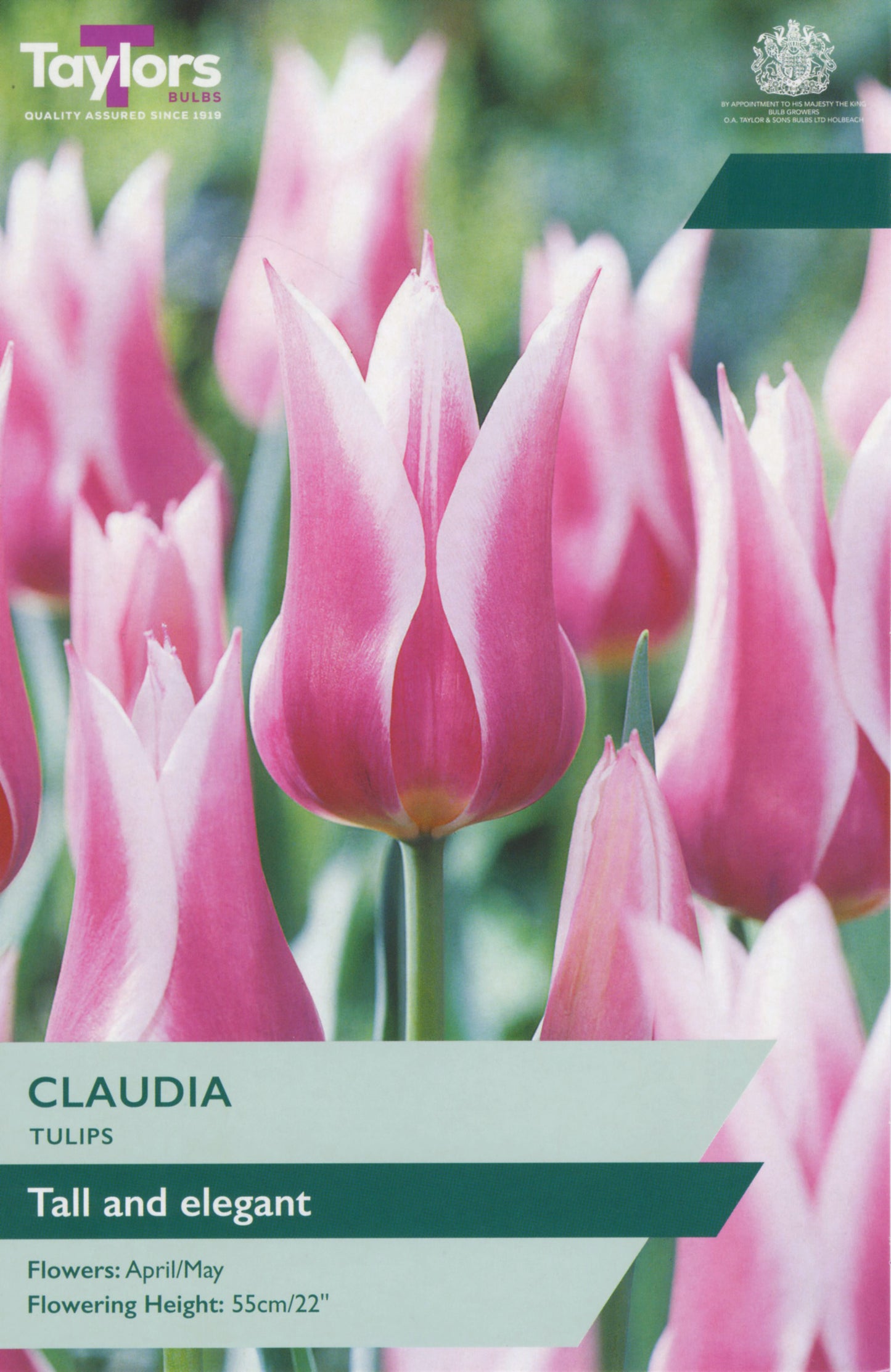 Tulip Claudia 11-12 P/P