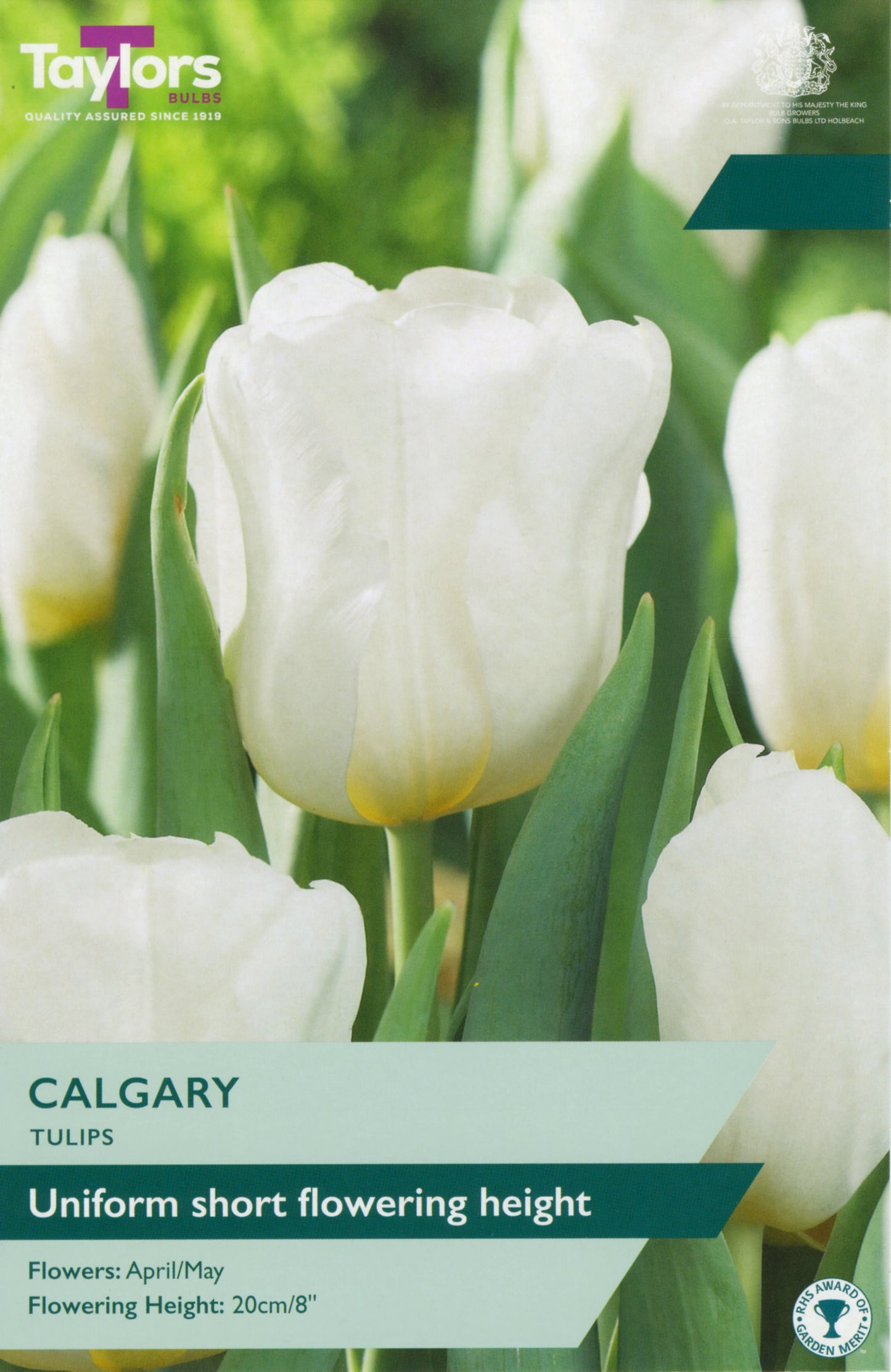 Pre Packs Tulip Calgary 11-12