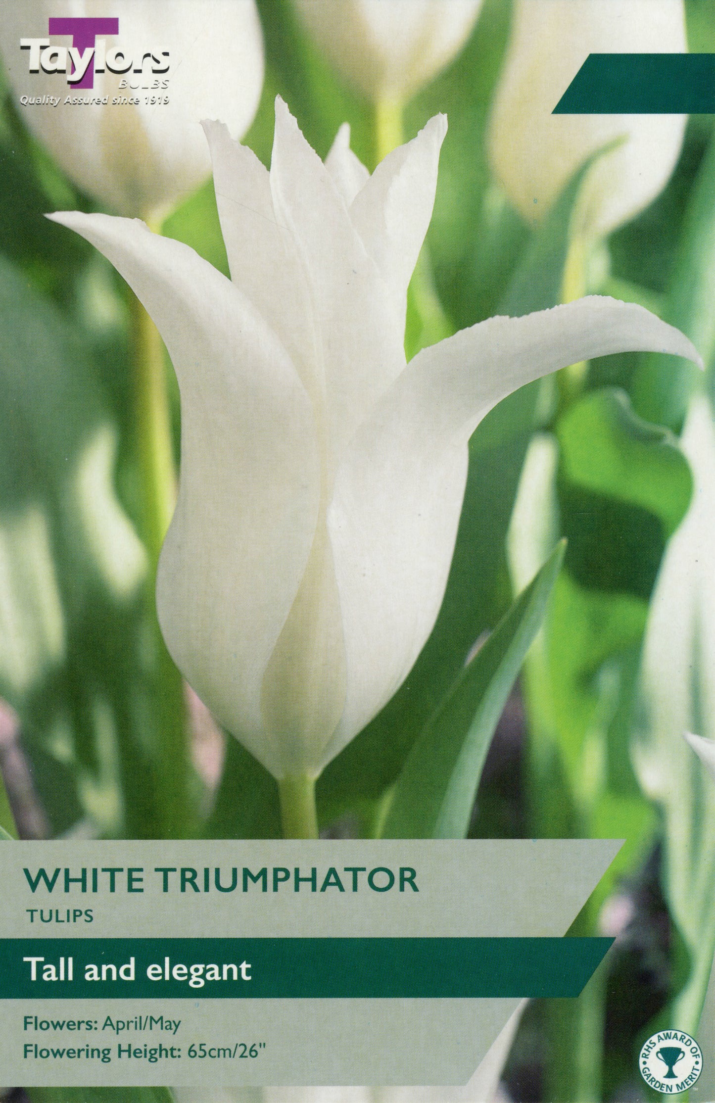 Taylors Bulbs White Triumphator Tulip Pre-Pack