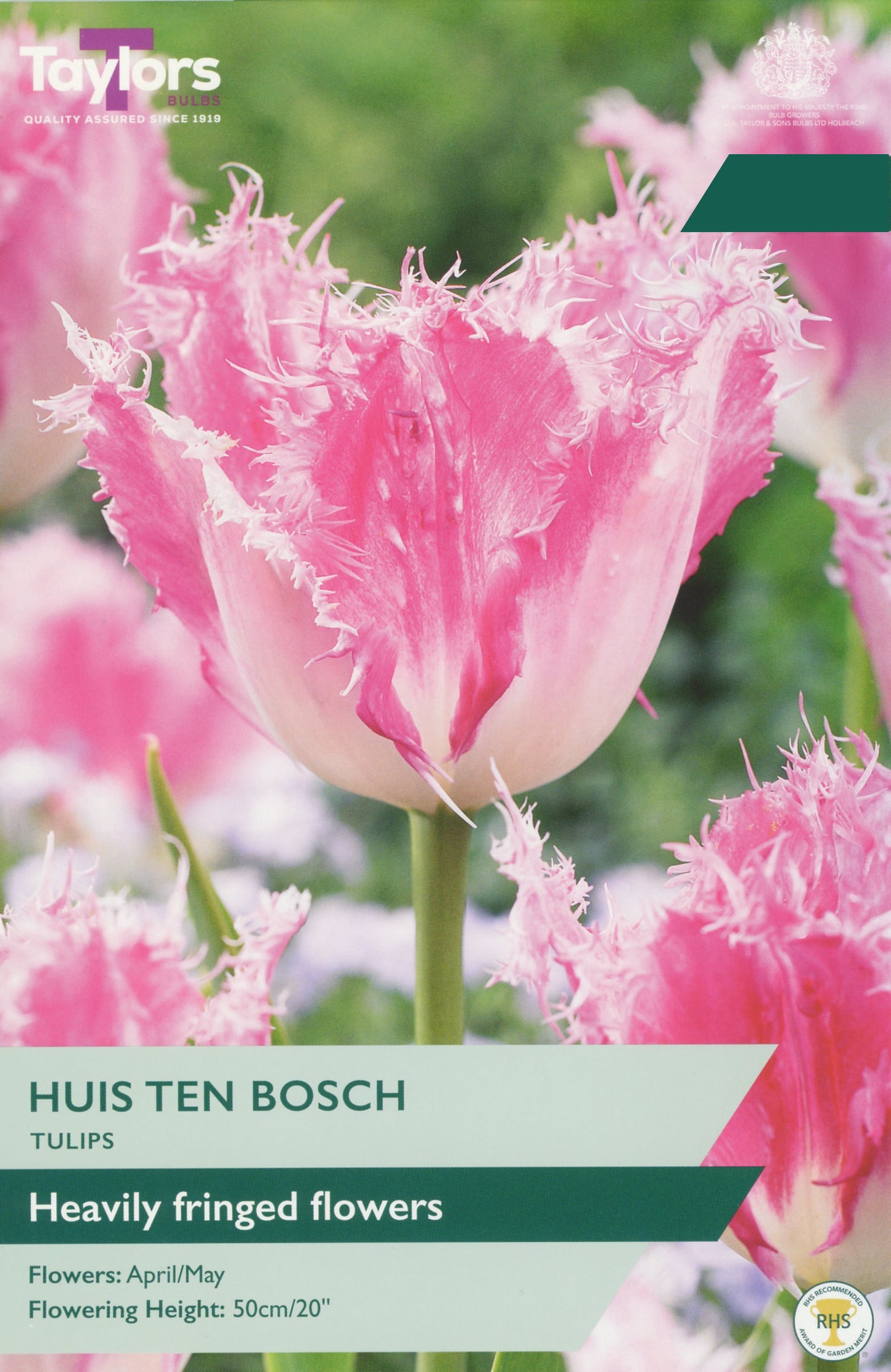 Taylors Bulbs Tulip Huis Ten Bosch retail pack showing a close-up of a pink and white tulip with heavily fringed crystalline petal edges.