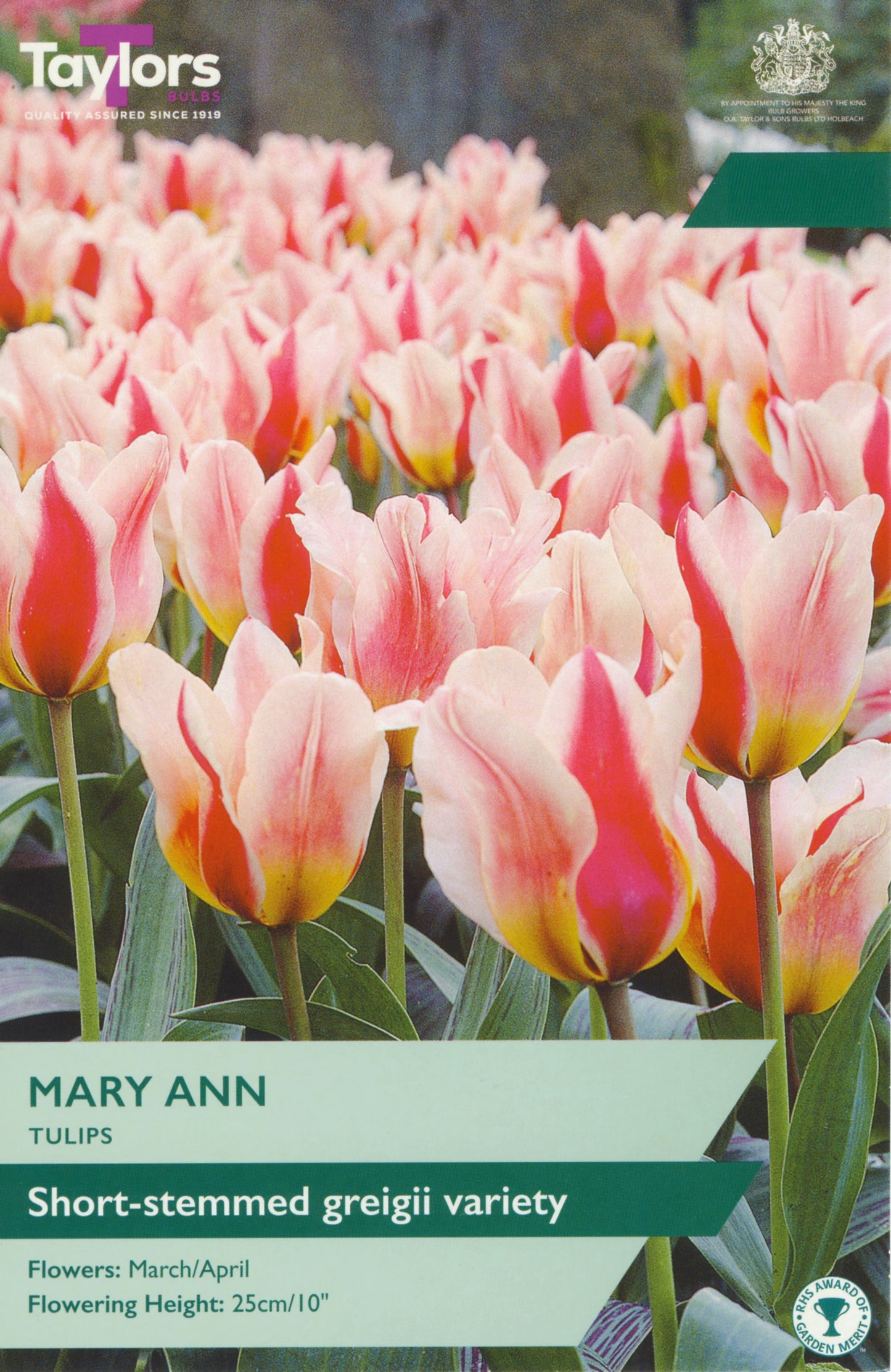 Pre Packs Tulip Mary Ann 10-11