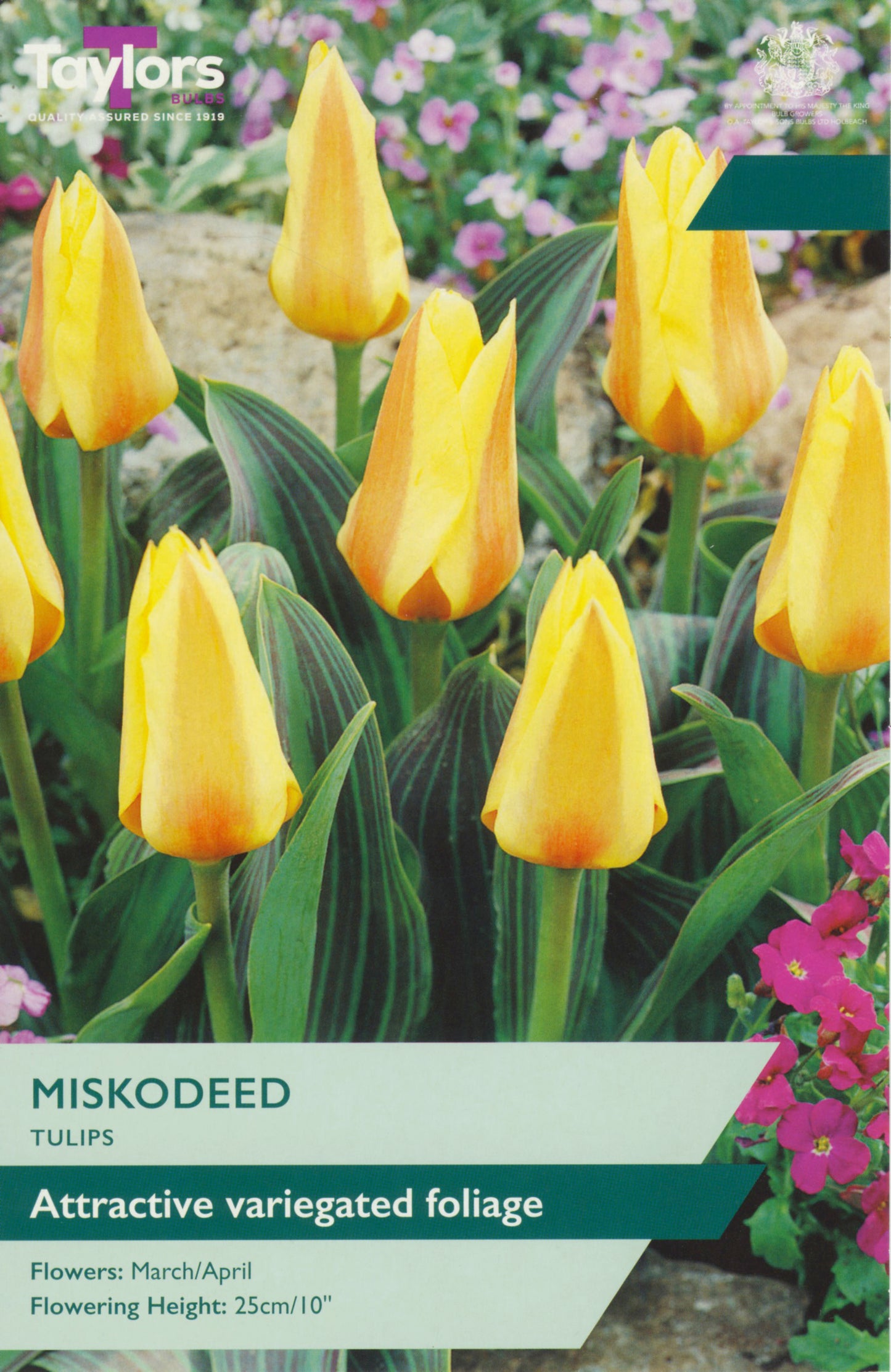 Tulip Miskodeed