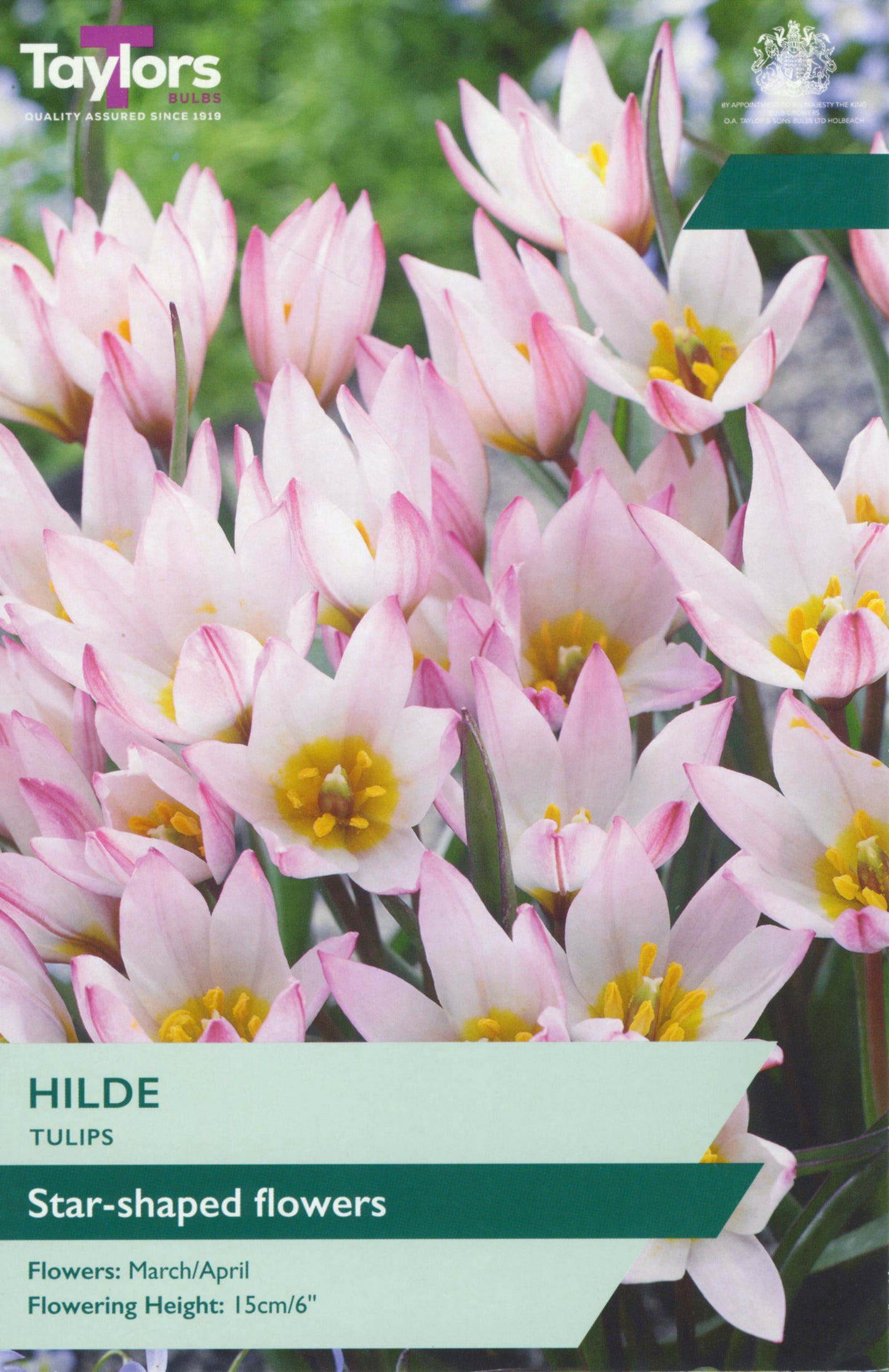 Taylors Bulbs - Tulip Hilde - 5up