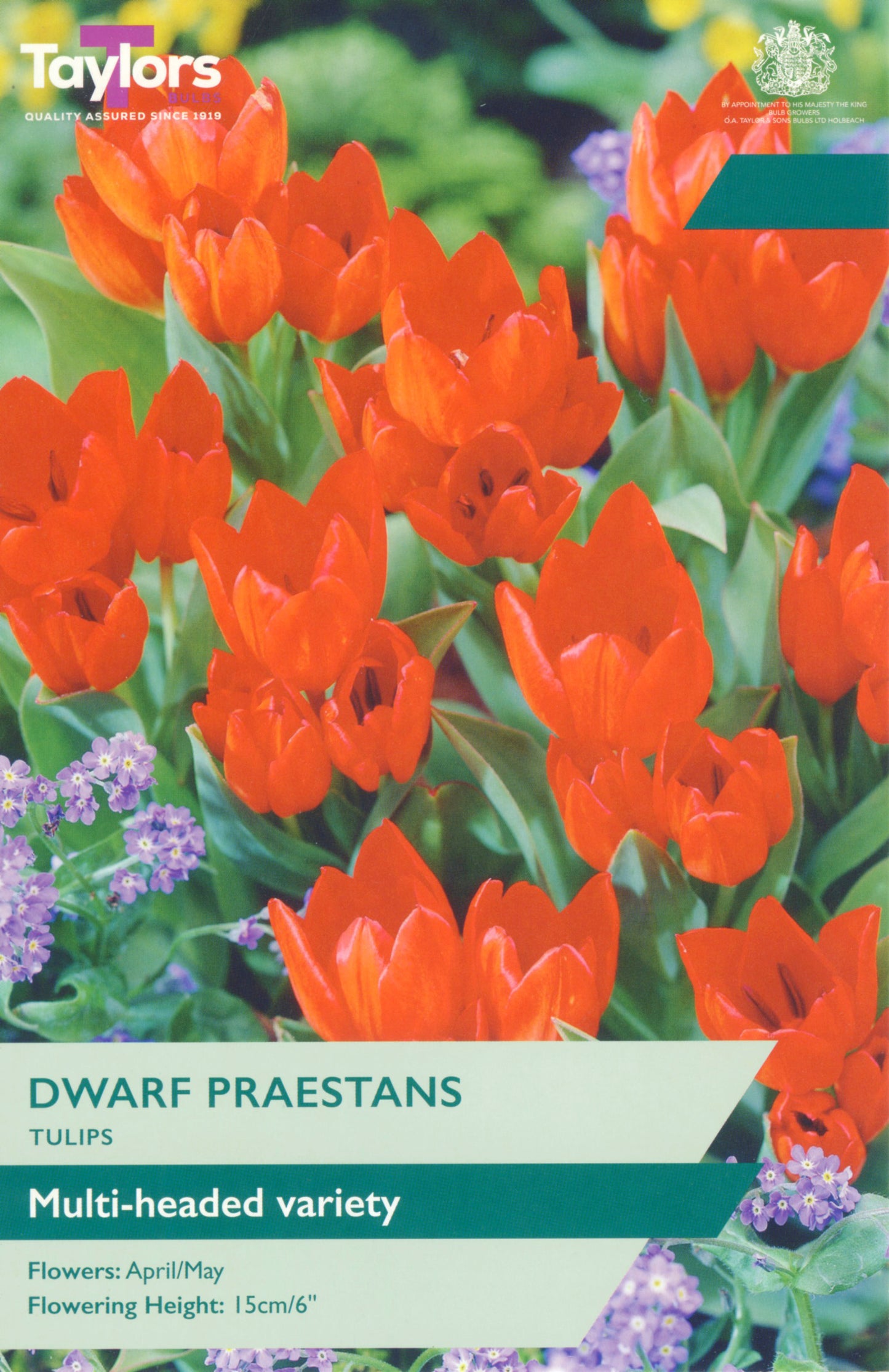 Pre Packs Tulip Dwarf Praestans 8Up