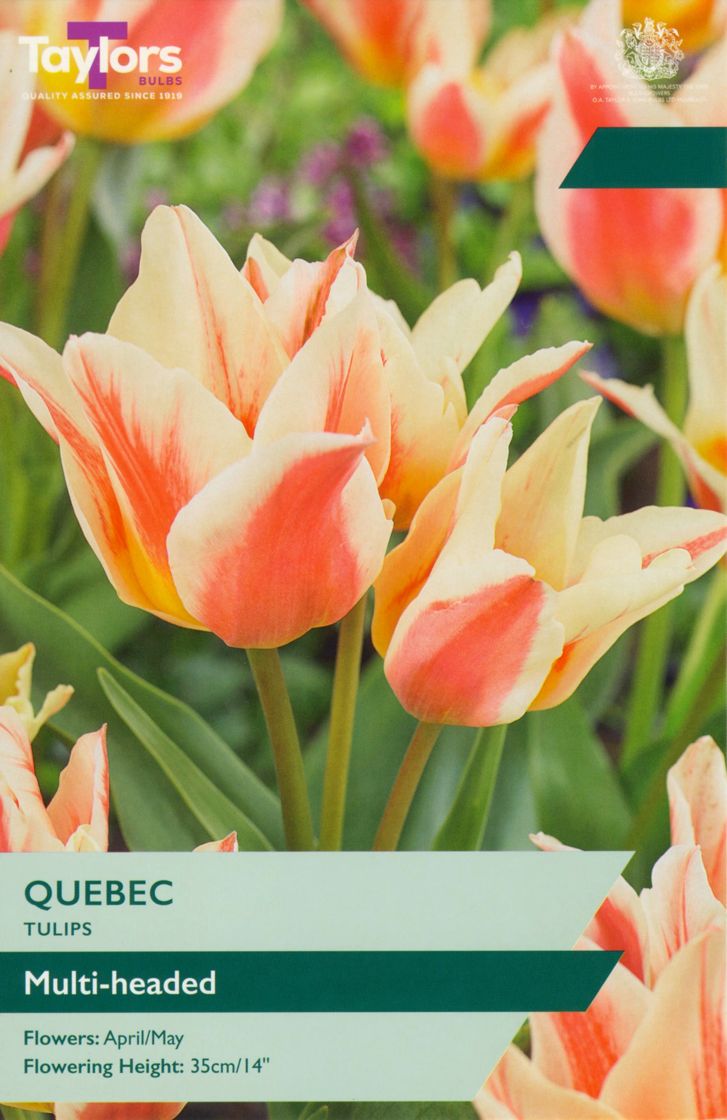 Taylors Bulbs - Tulip Quebec - 10-11