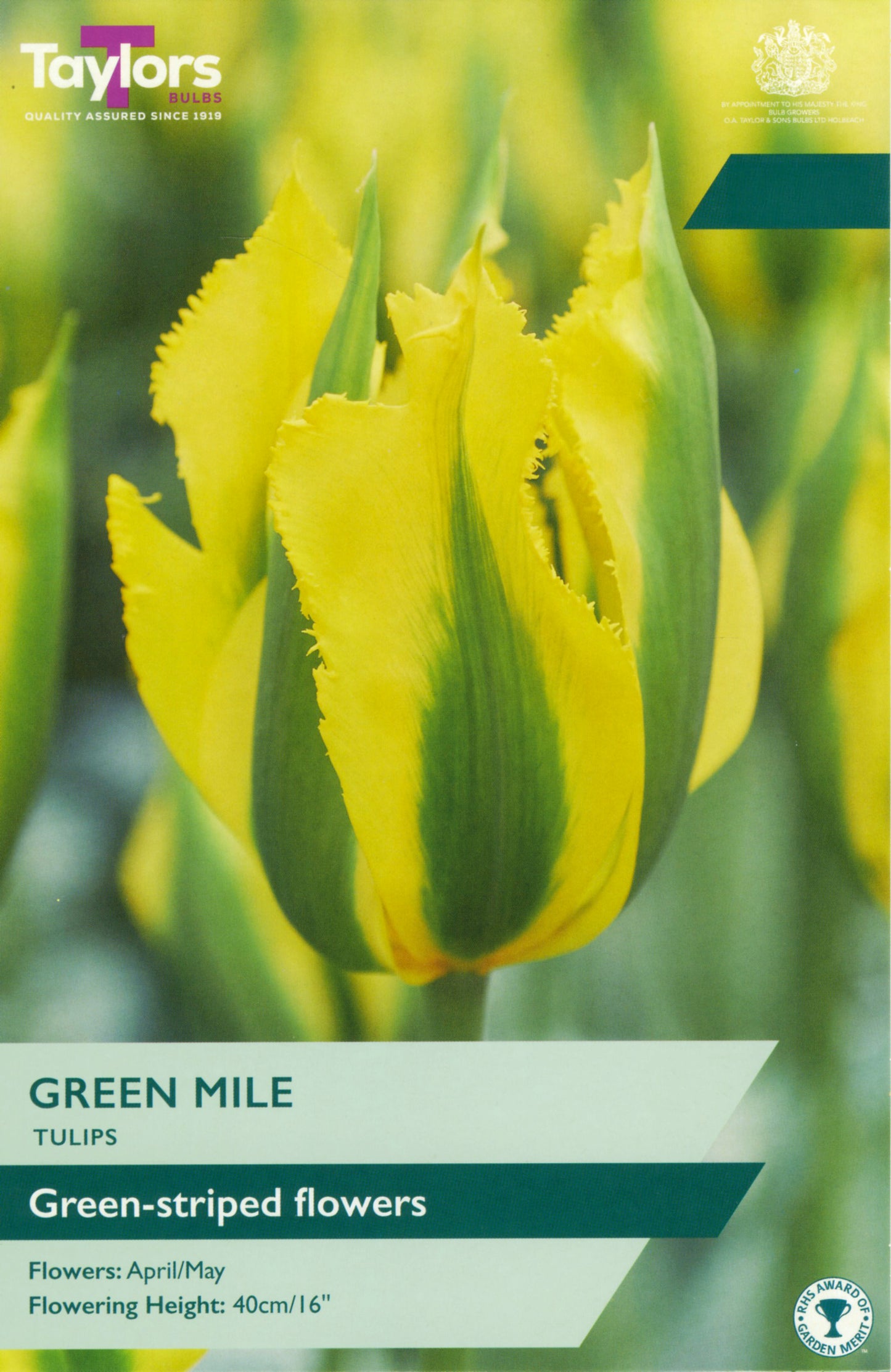 Tulip Green Mile