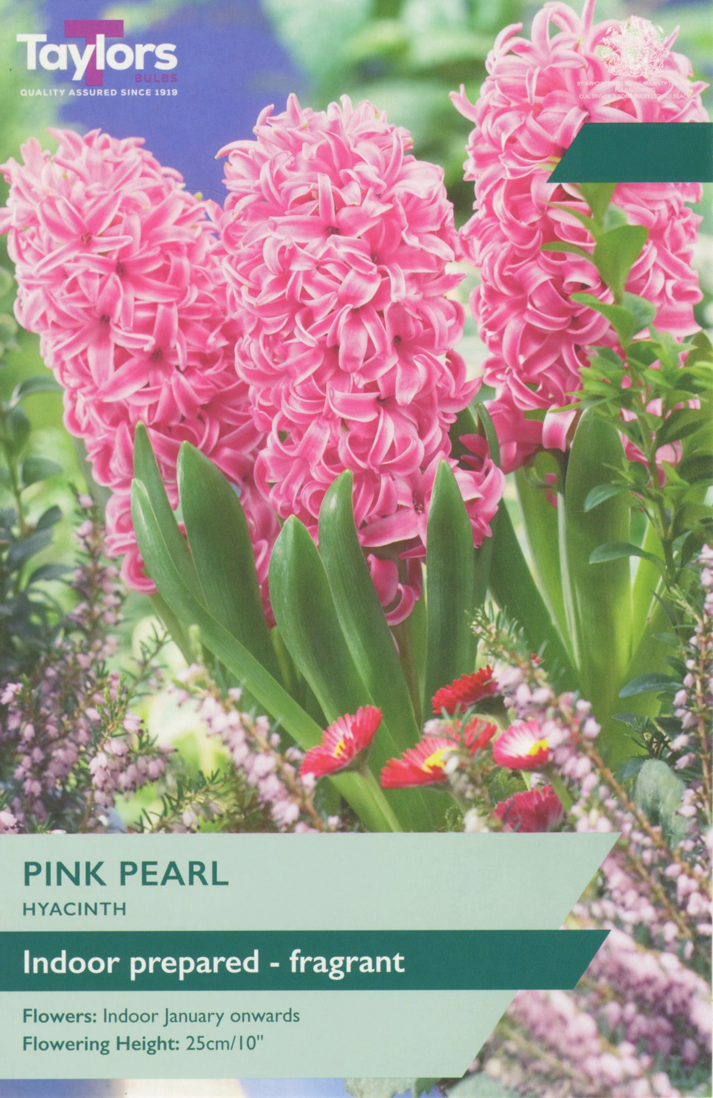 Hyacinth Pink Pearl 16-17 Prep P/P
