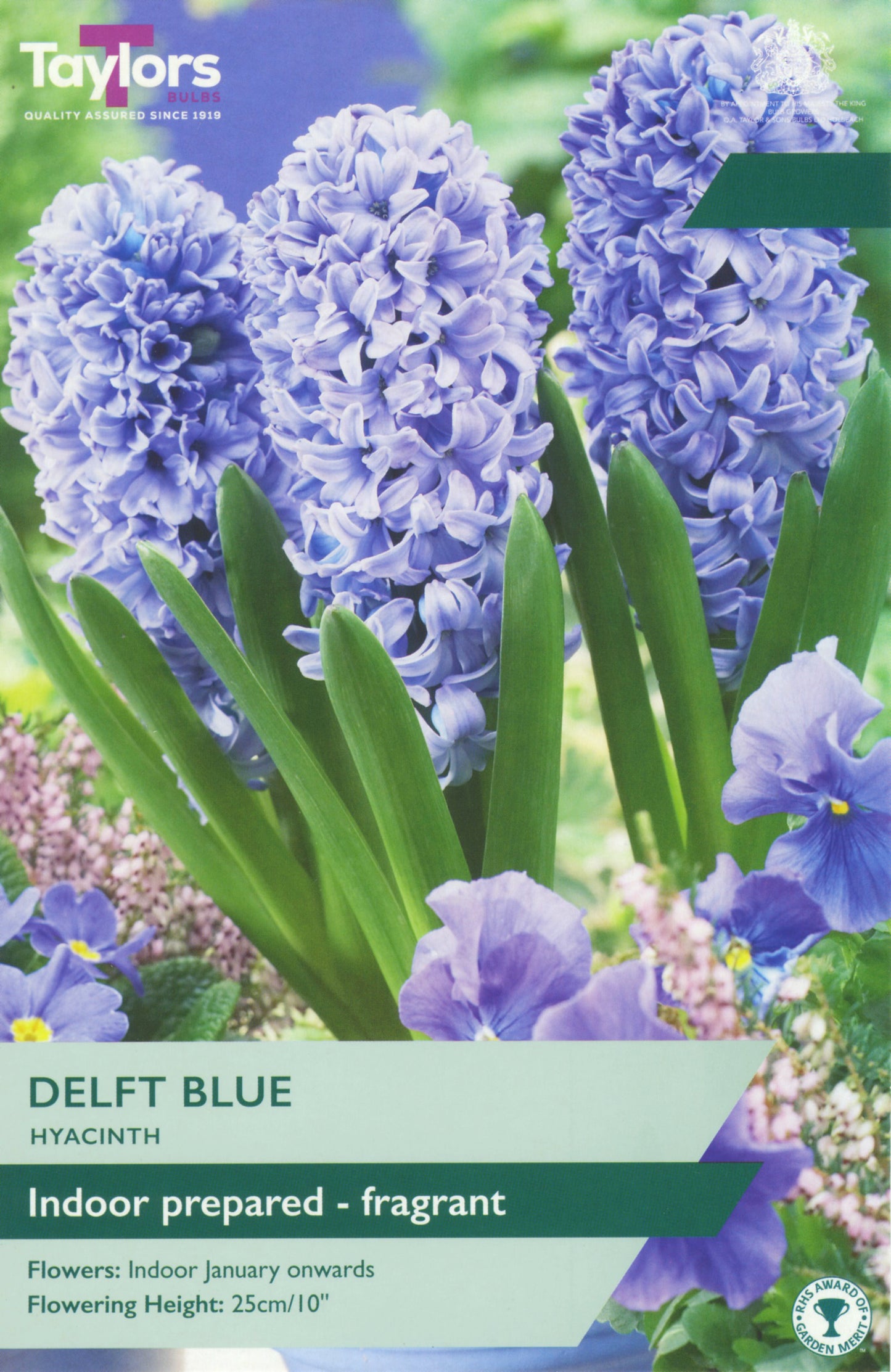 Hyacinth Delft Blue 16-17 Prep P/P