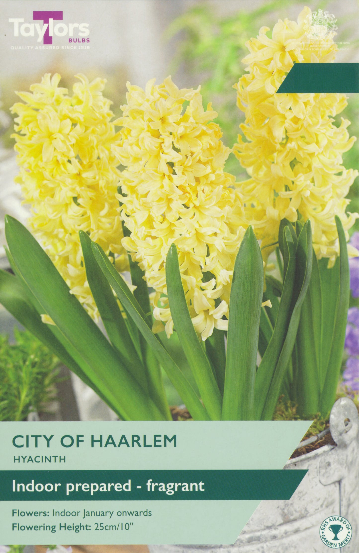 Hyacinth City Of Haarlem Prep P/P