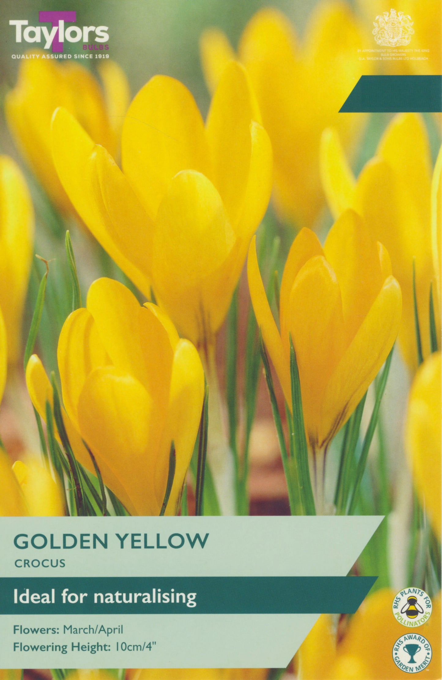 Crocus Yellow 7-8 P/P