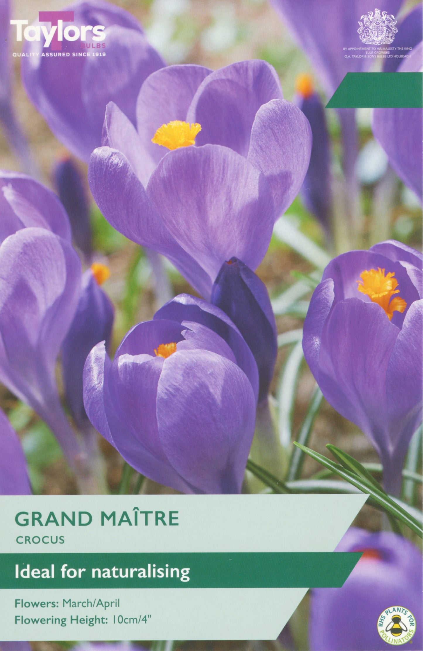 Crocus Blue 7-8 P/P
