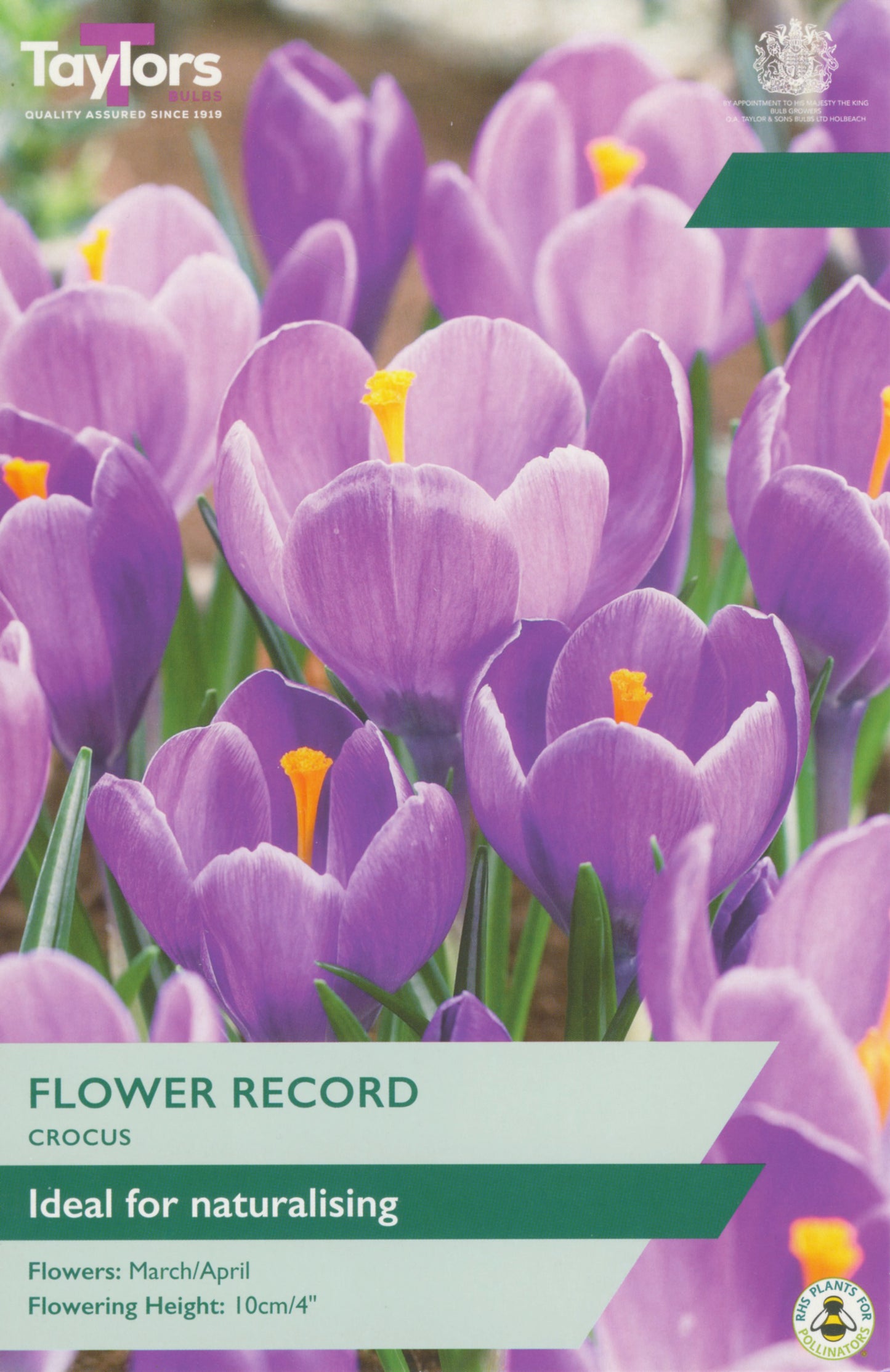 Crocus Purple 7-8 P/P