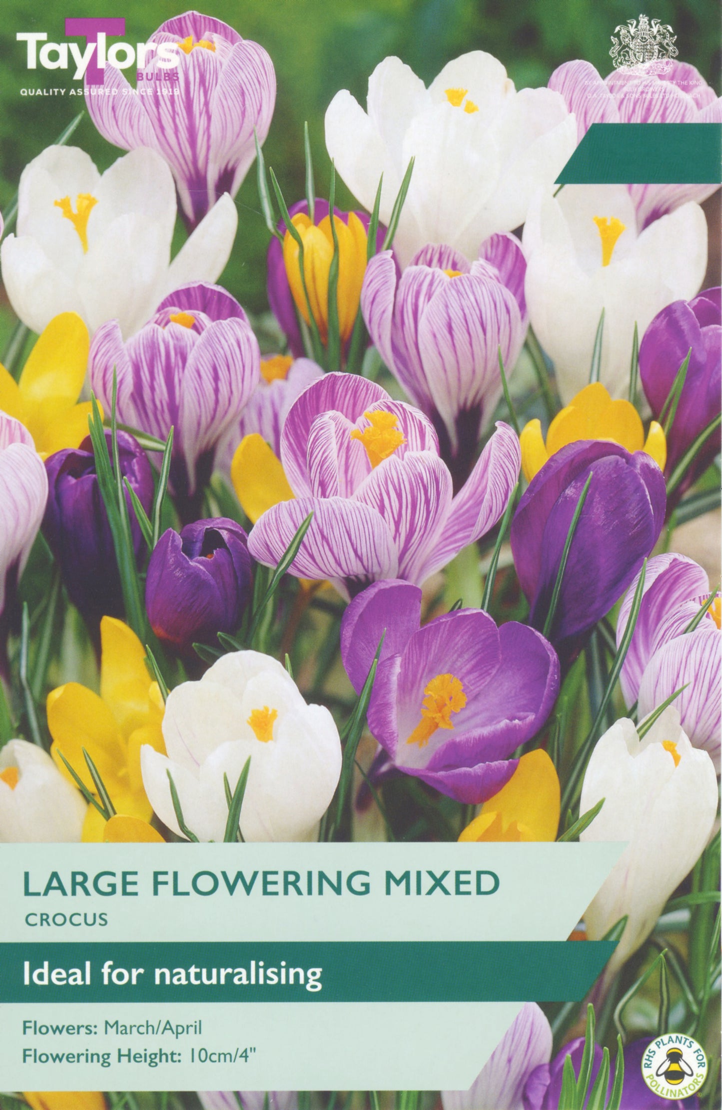 Pre Pack Crocus Mixed 7-8