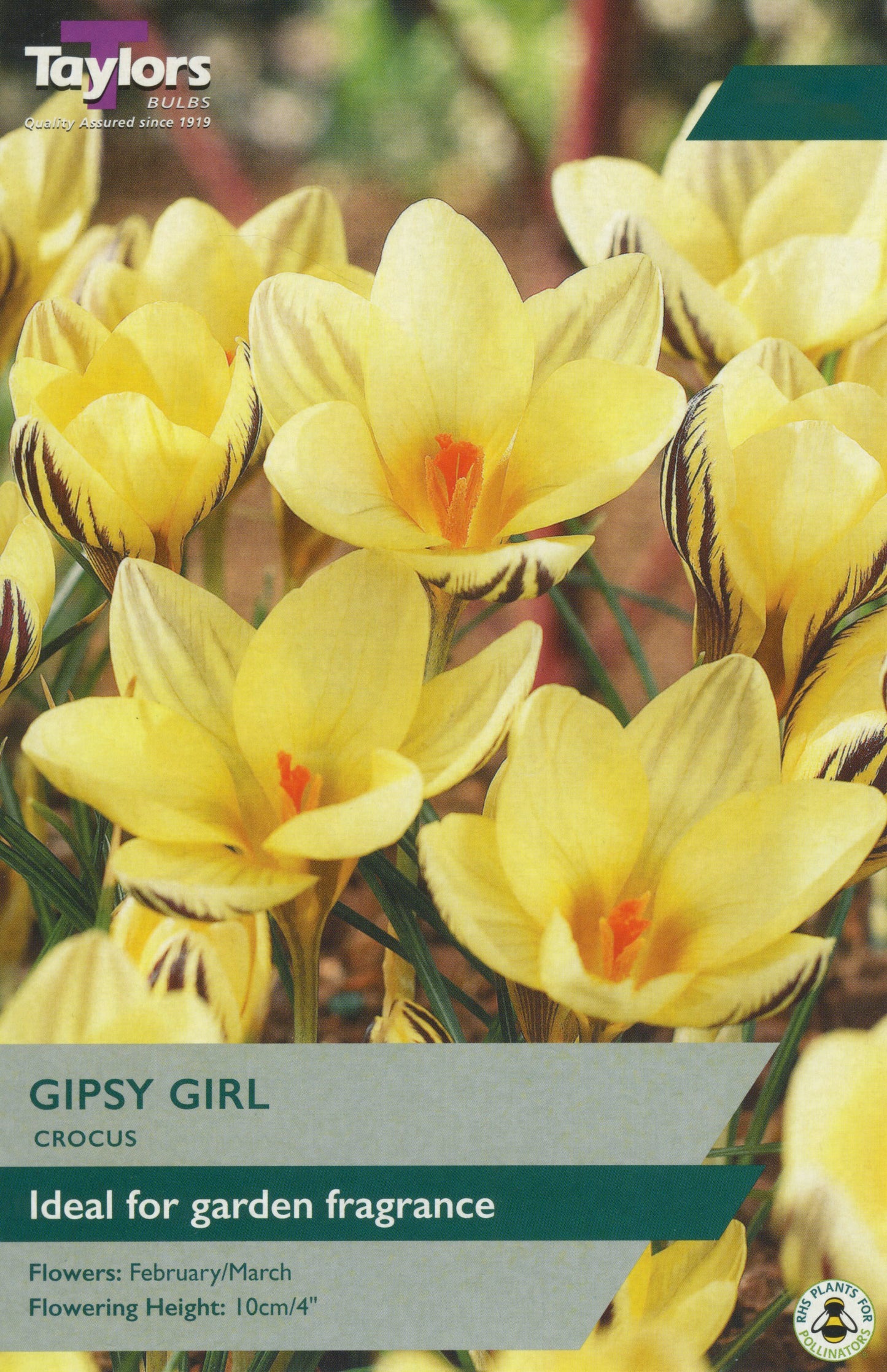 Taylors Bulbs Gypsy Girl Crocus Pre-Pack
