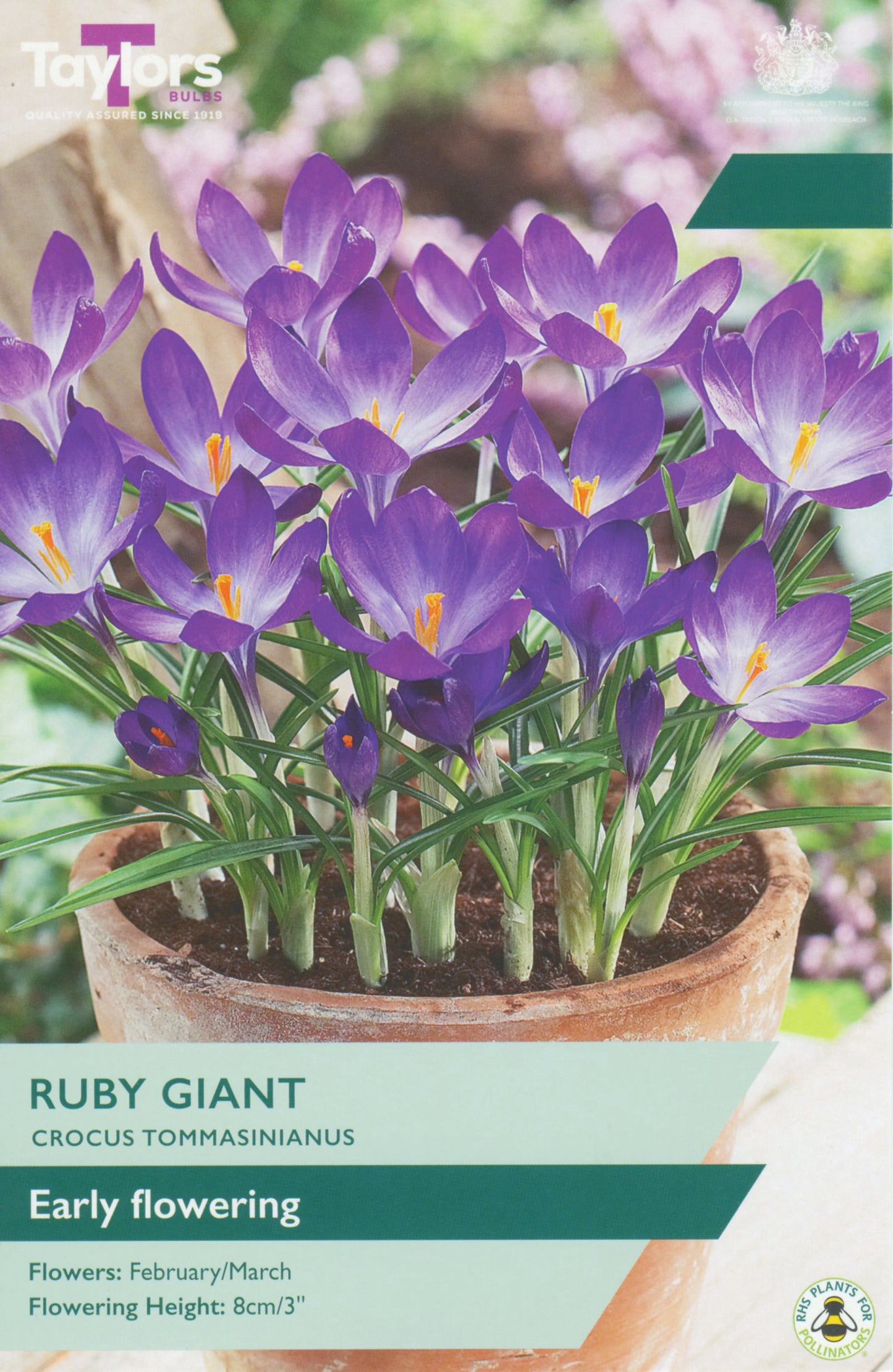 CROCUS RUBY GIANT