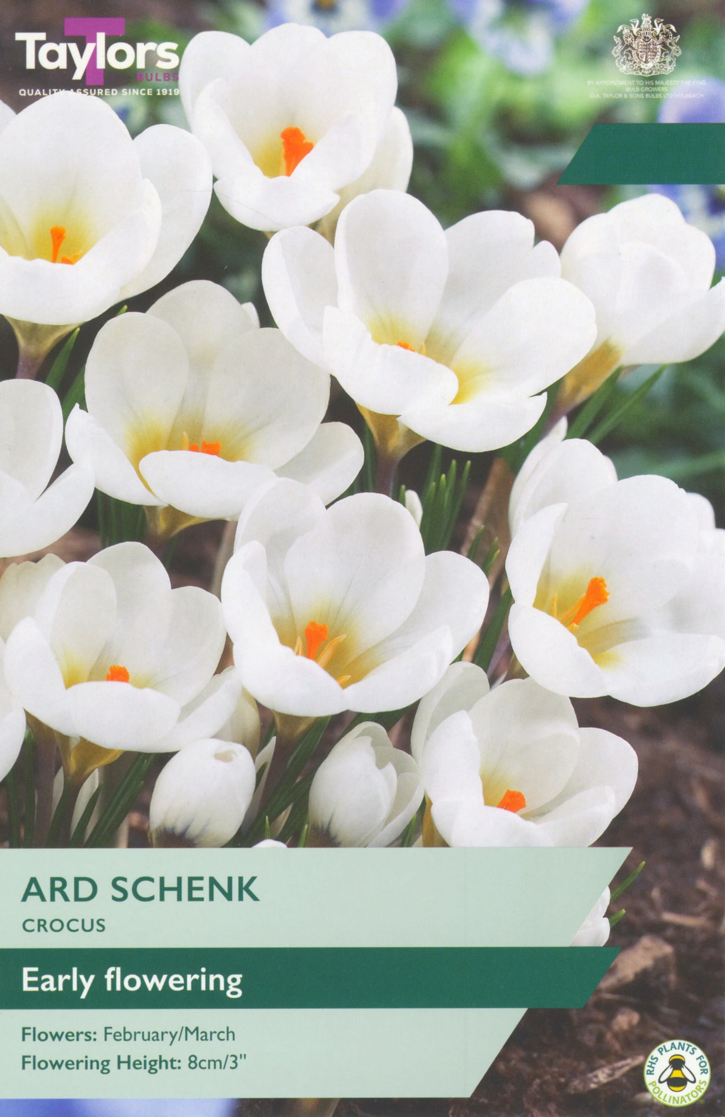 Crocus Ard Schenk