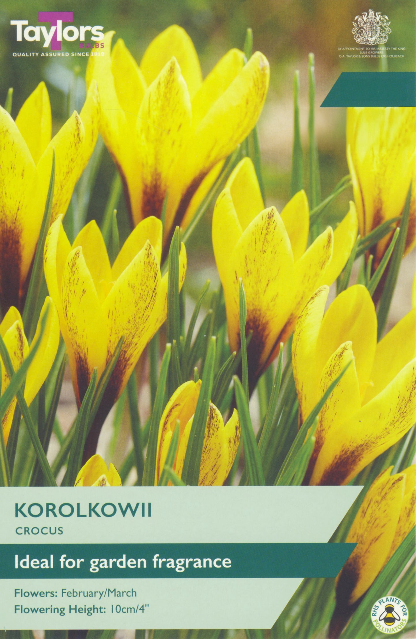Taylors Bulbs - Crocus Korolkowii - 7-8