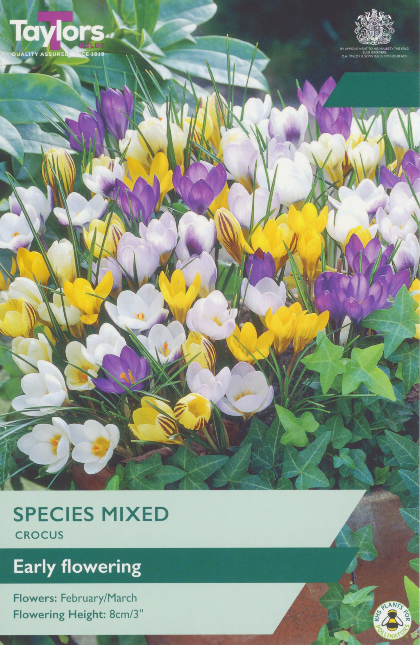 Crocus Mixed Species 5-7 P/P