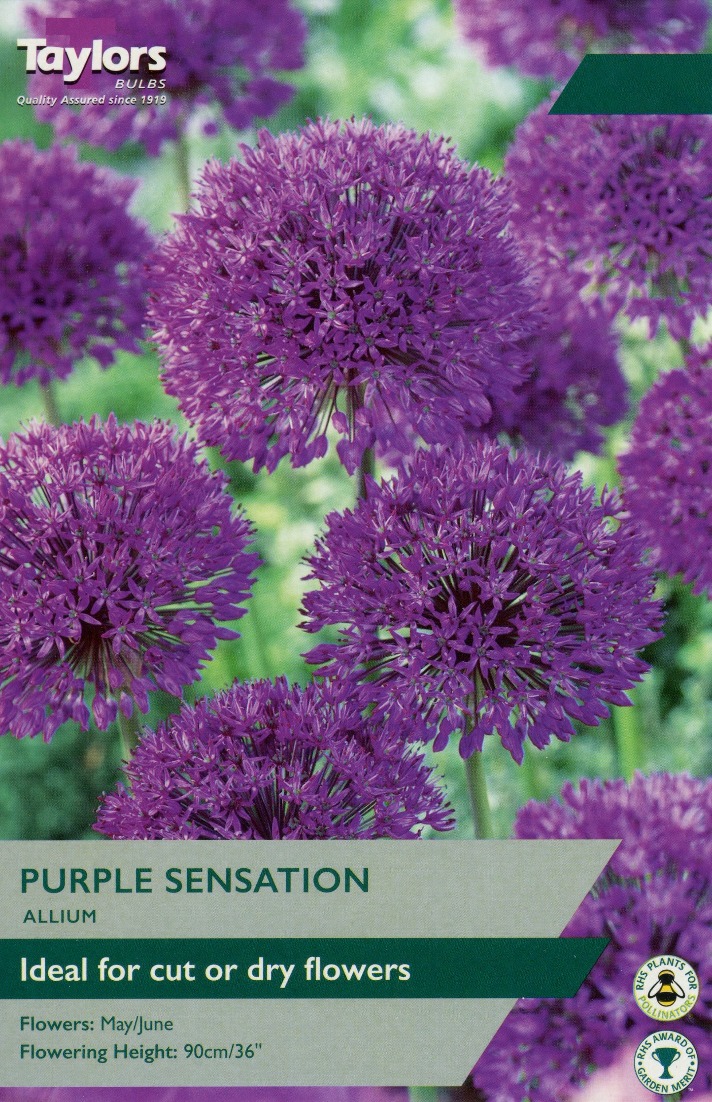 Allium Purple Sensation Flowers 6-Pack