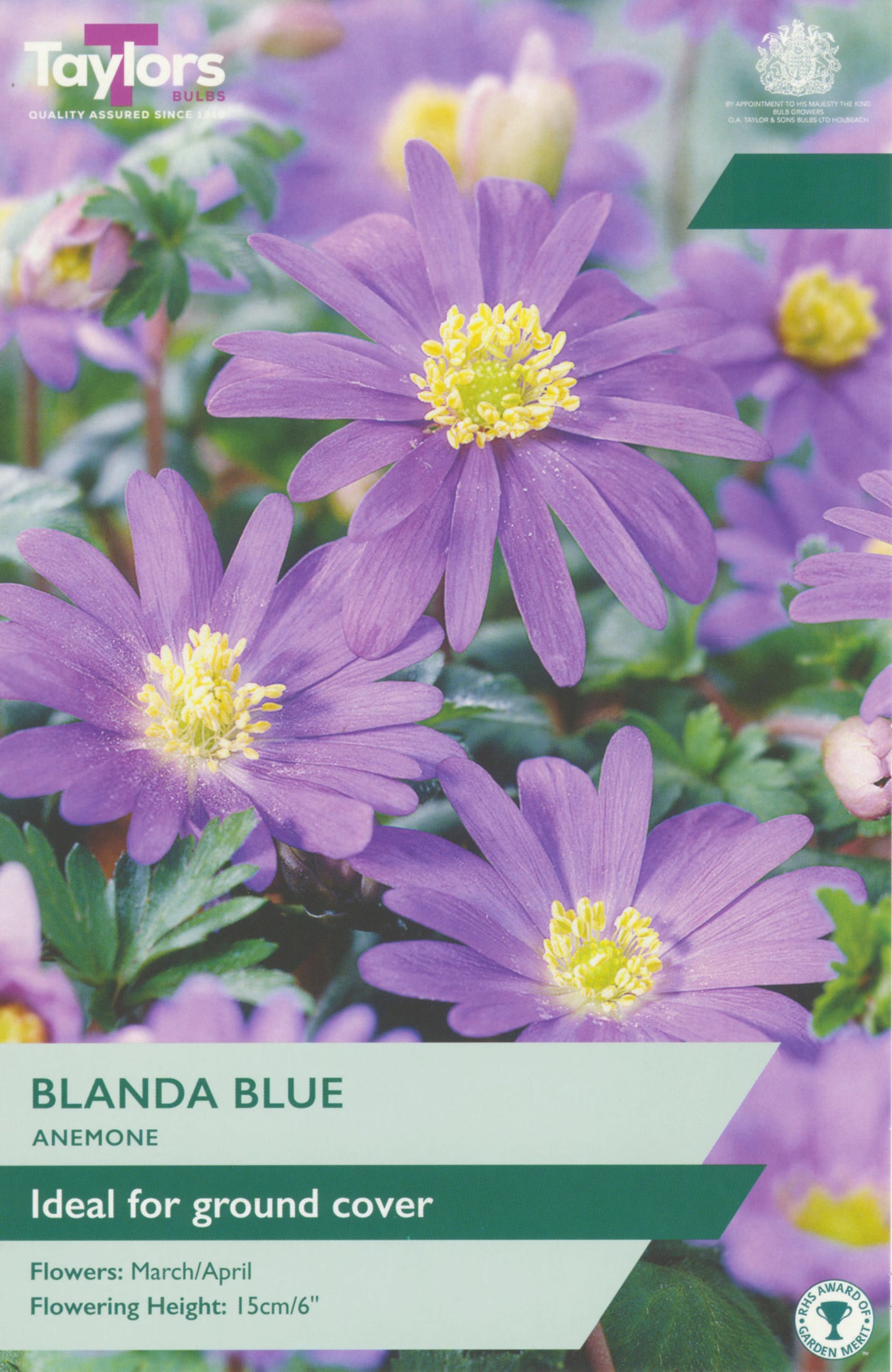 Anemone Blanda Blue - "Bulb Of The Year"